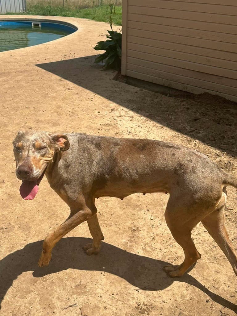 Ivory - Great Dane