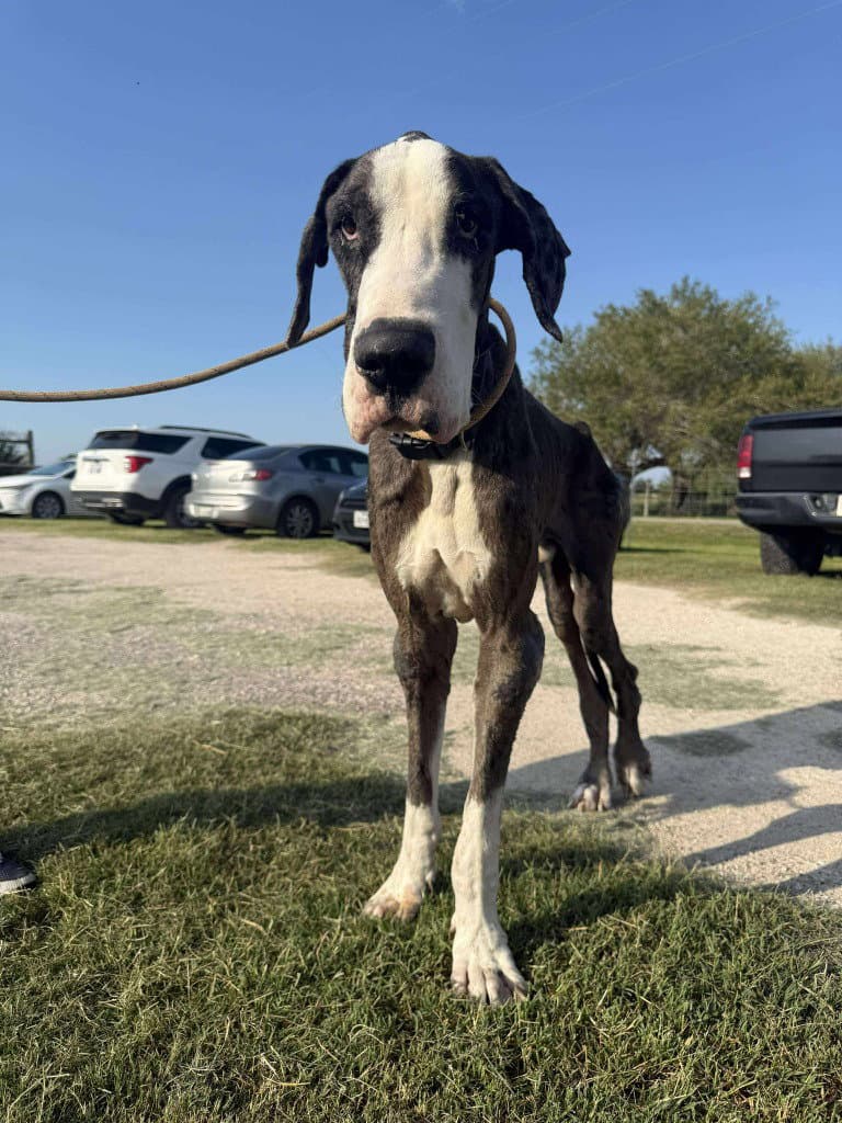 Caden - Great Dane