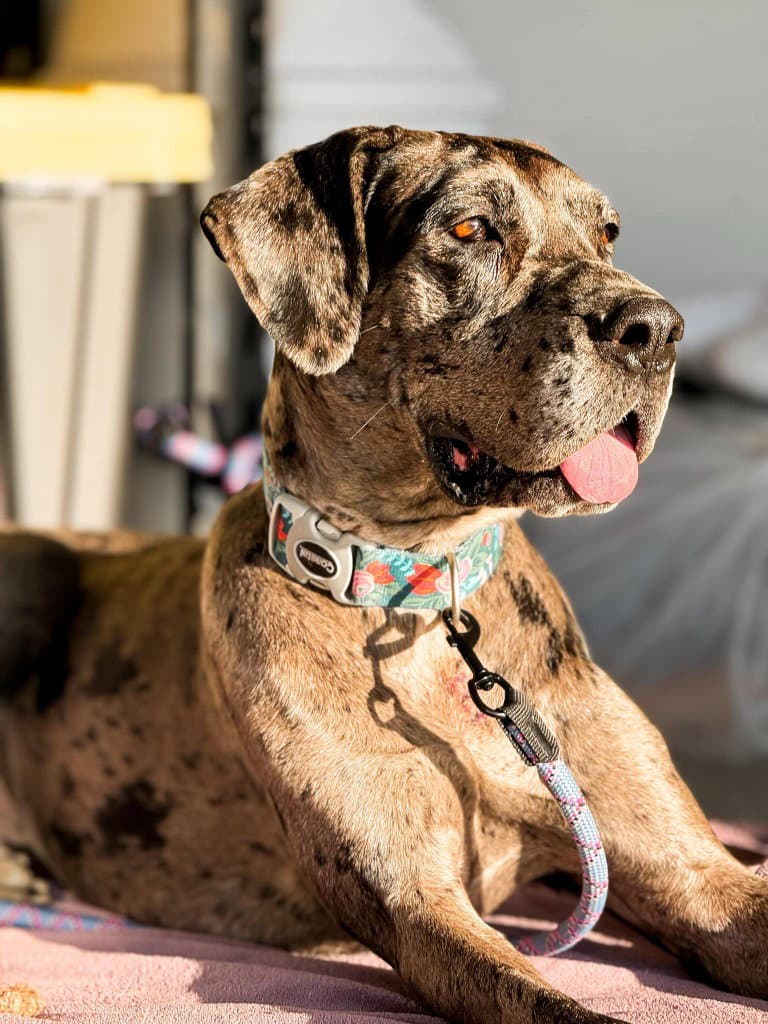 Jayne - Great Dane