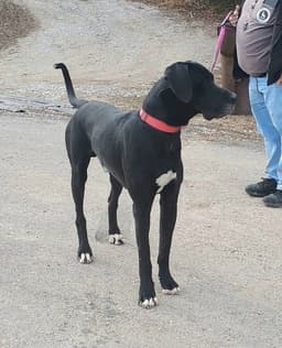 Sammy image 1