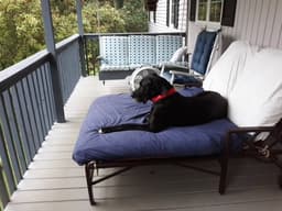Sammy image 2