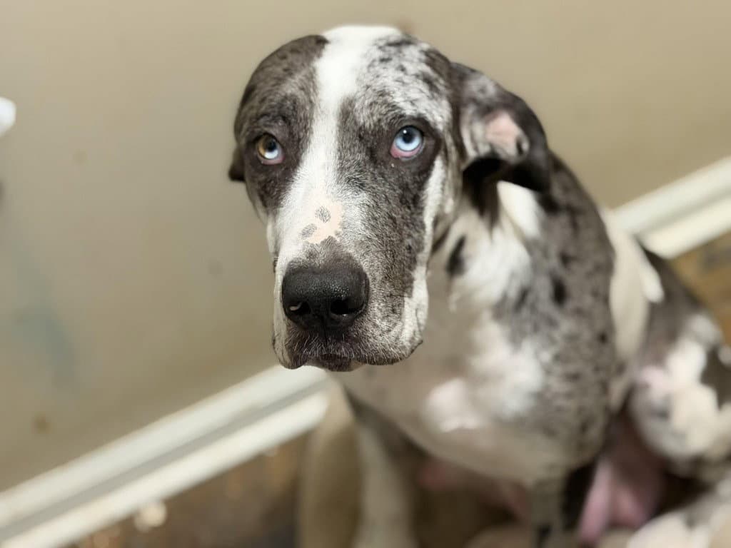 Clover - Great Dane