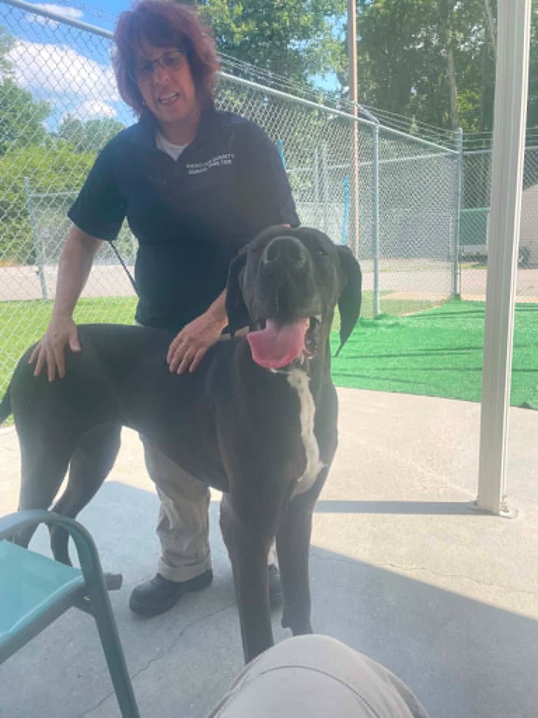 Kya - Great Dane