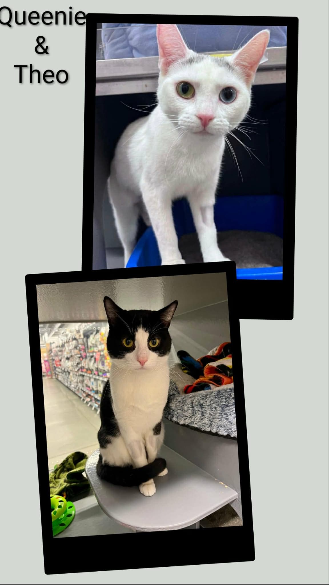 Queenie  Theo - Domestic Short Hair