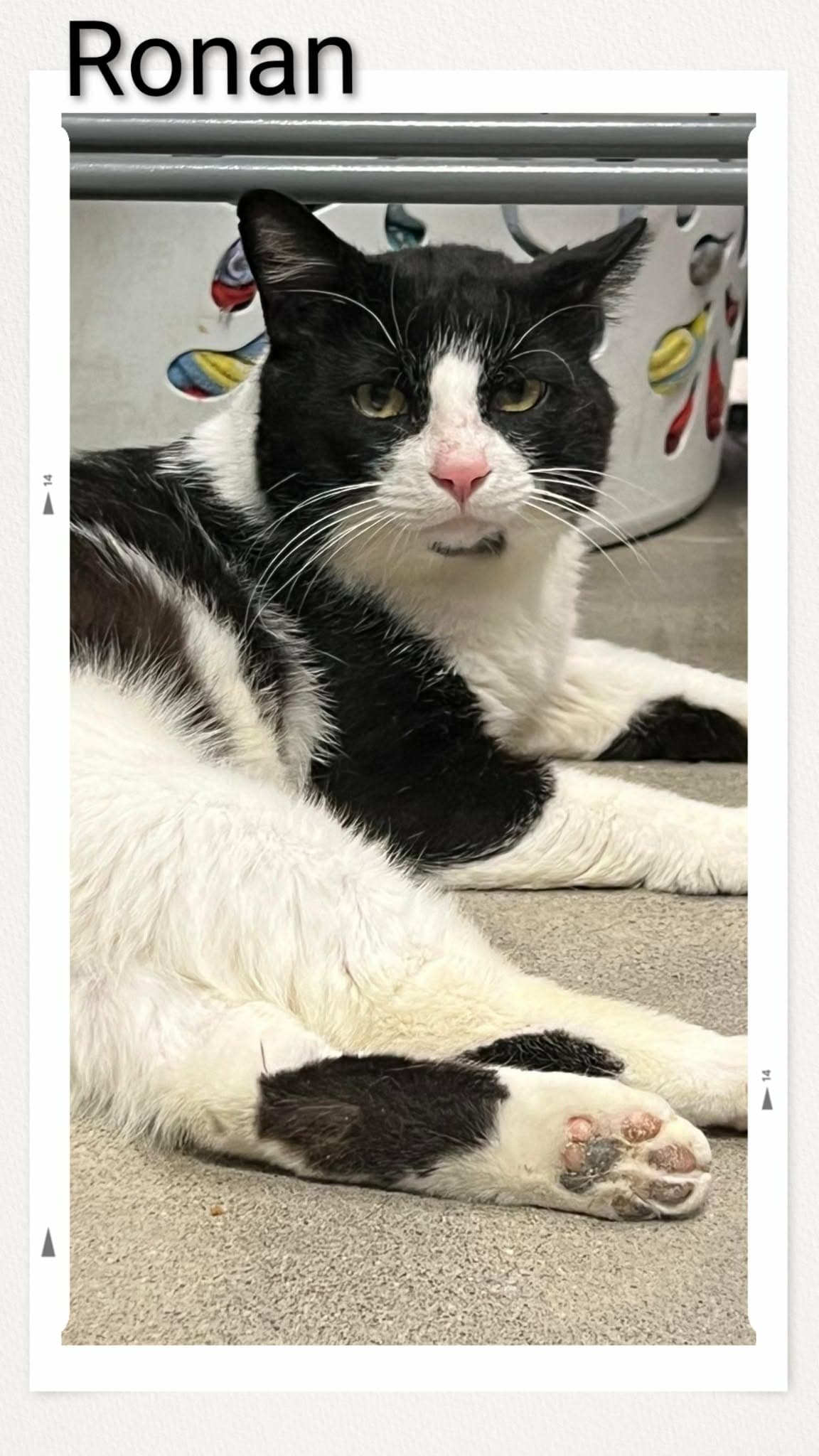 Ronan - Domestic Short Hair
