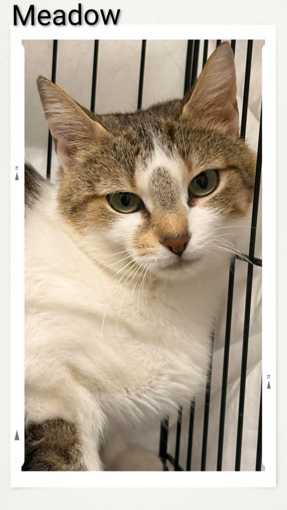 Meadow - Domestic Short Hair