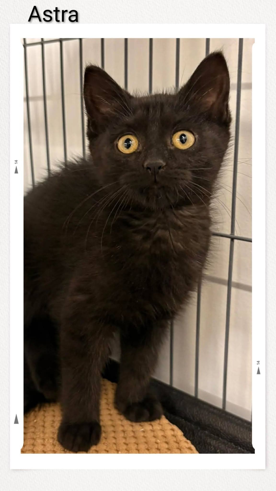 Astra - Domestic Short Hair