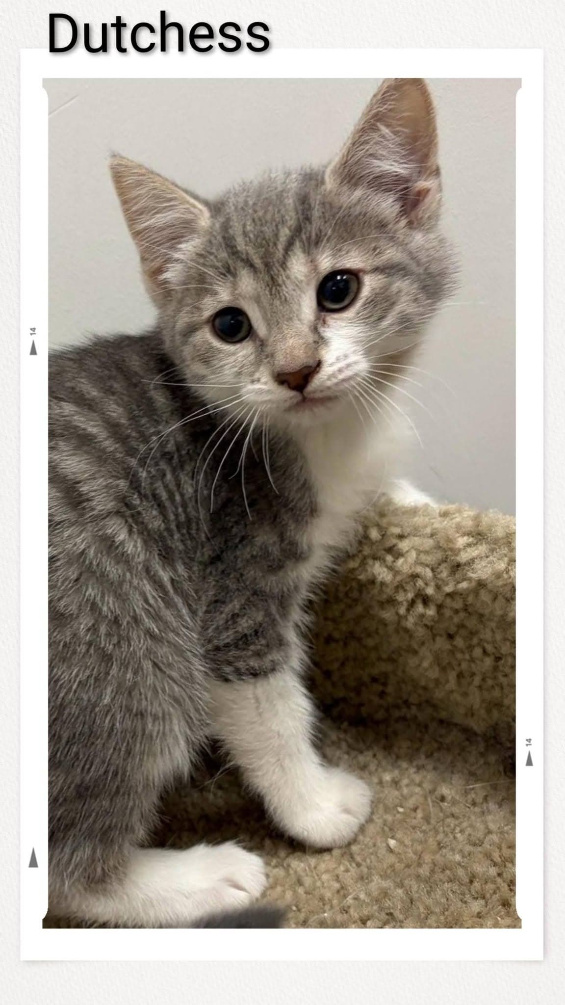 Dutchess - Domestic Short Hair