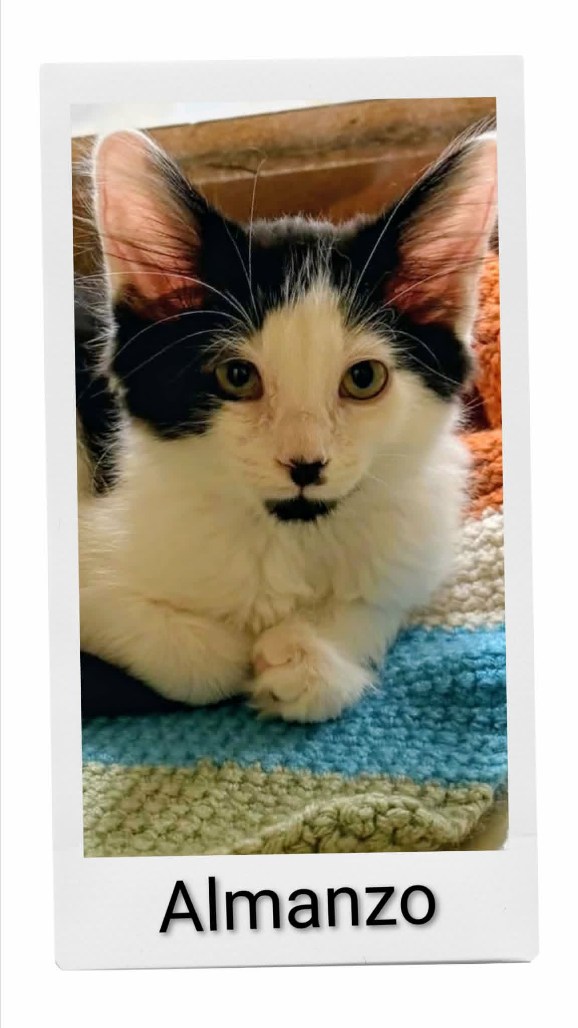 Alamanzo - Domestic Medium Hair