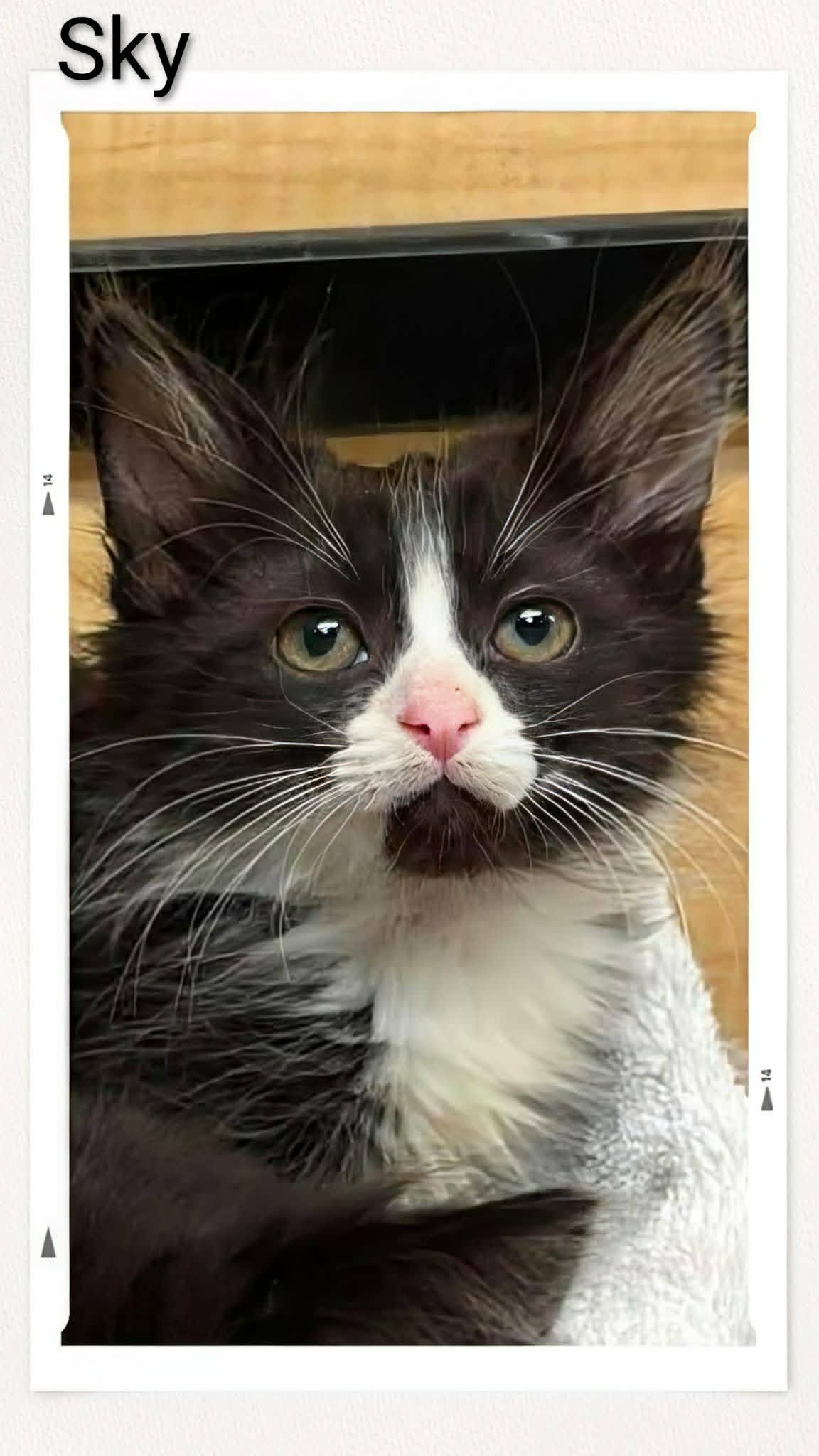 Sky - Domestic Medium Hair