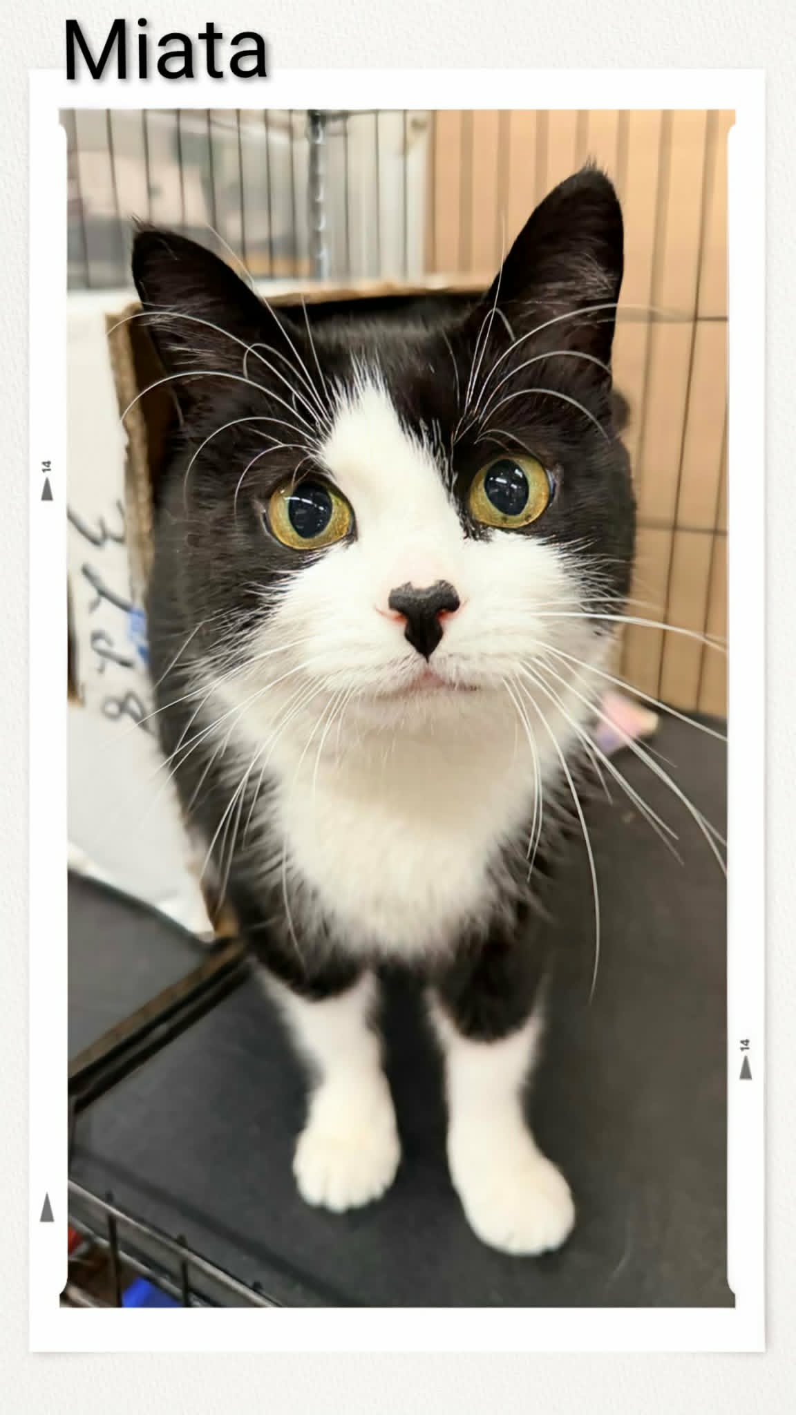 Miata - Domestic Medium Hair