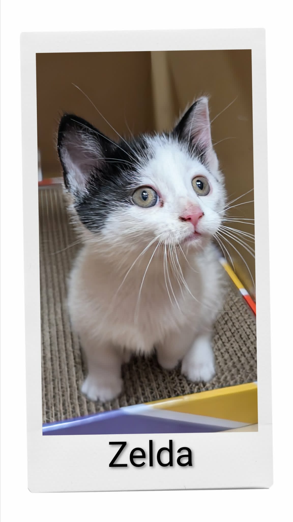 Zelda - Domestic Short Hair