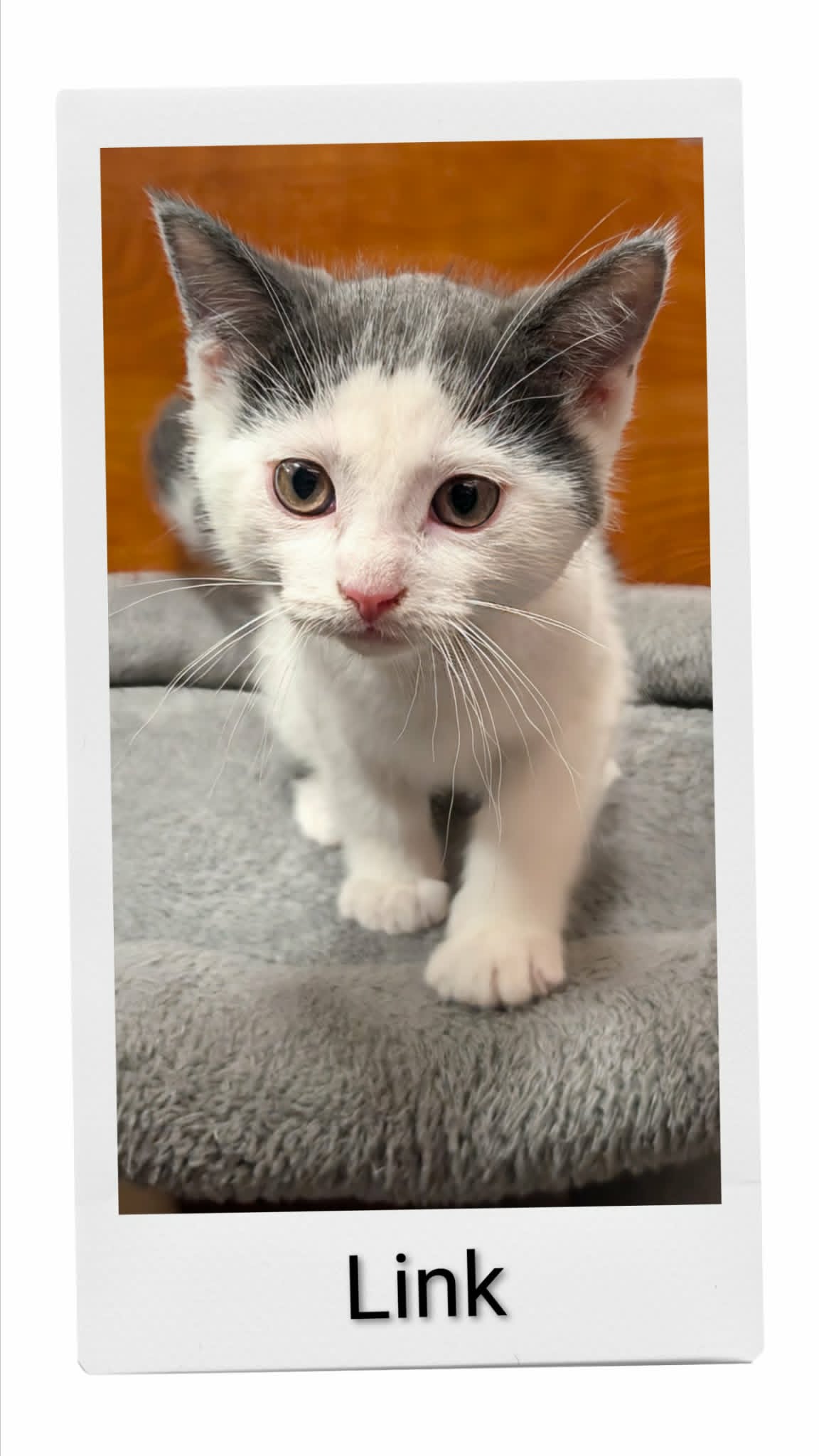 Link - Domestic Short Hair