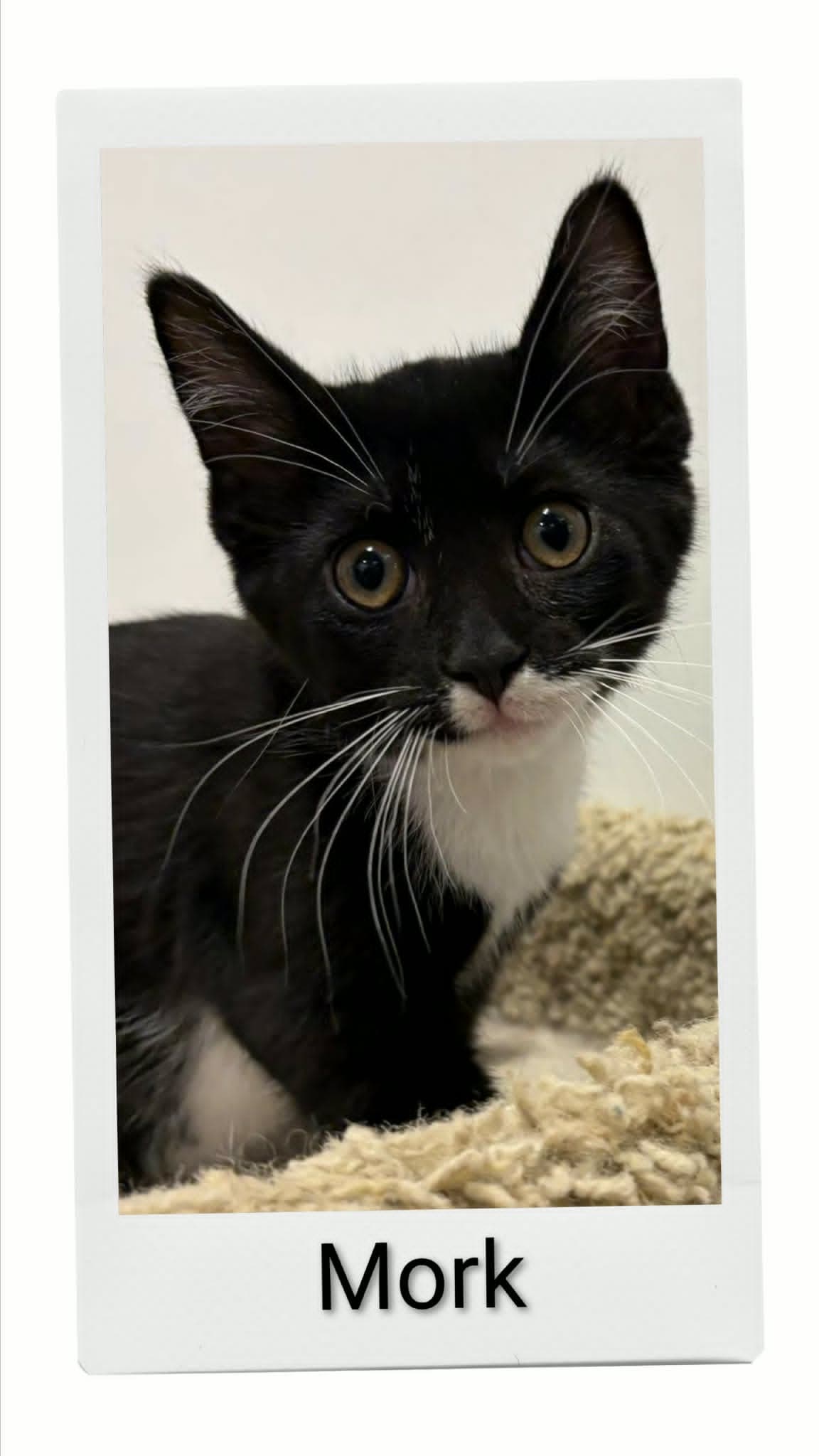 Mork - Domestic Short Hair