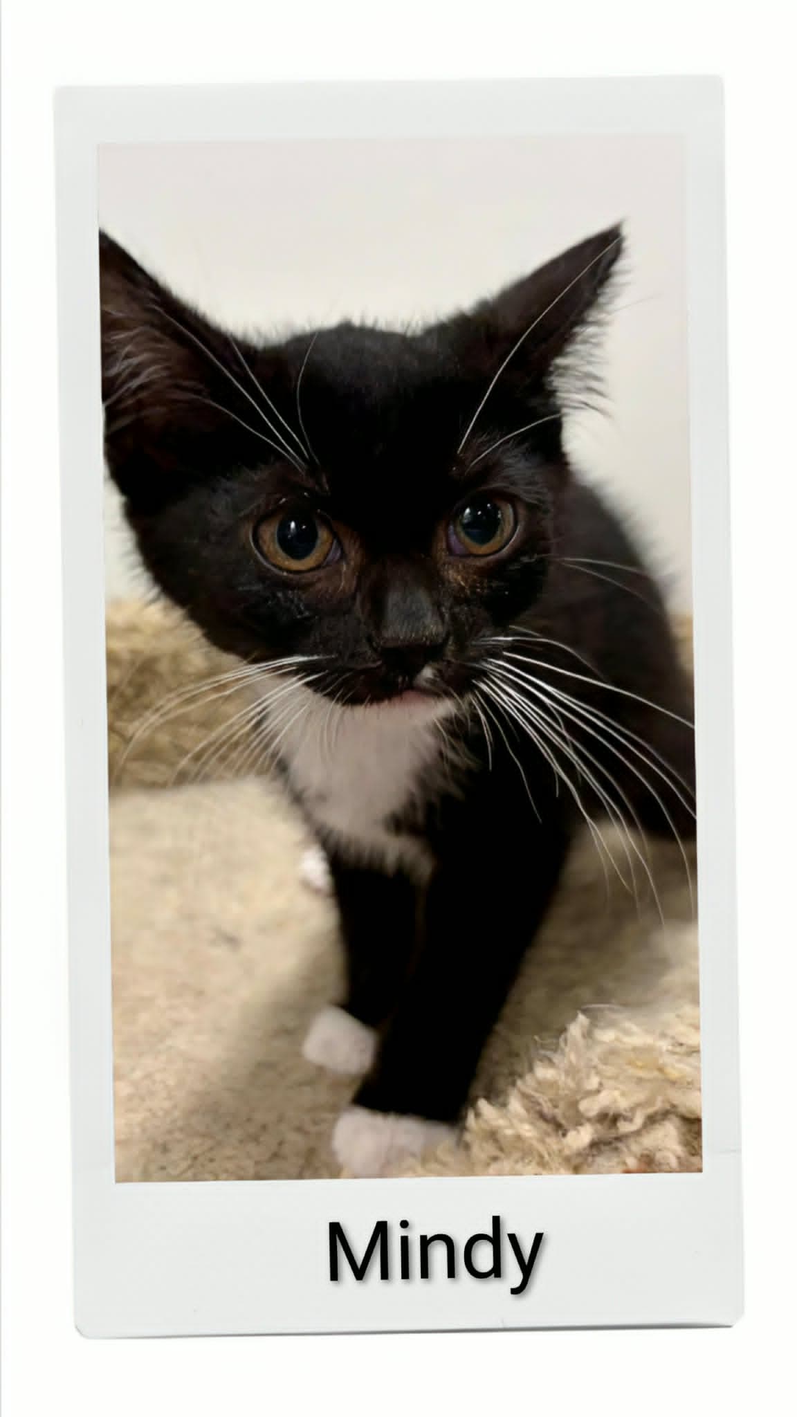Mindy - Domestic Short Hair