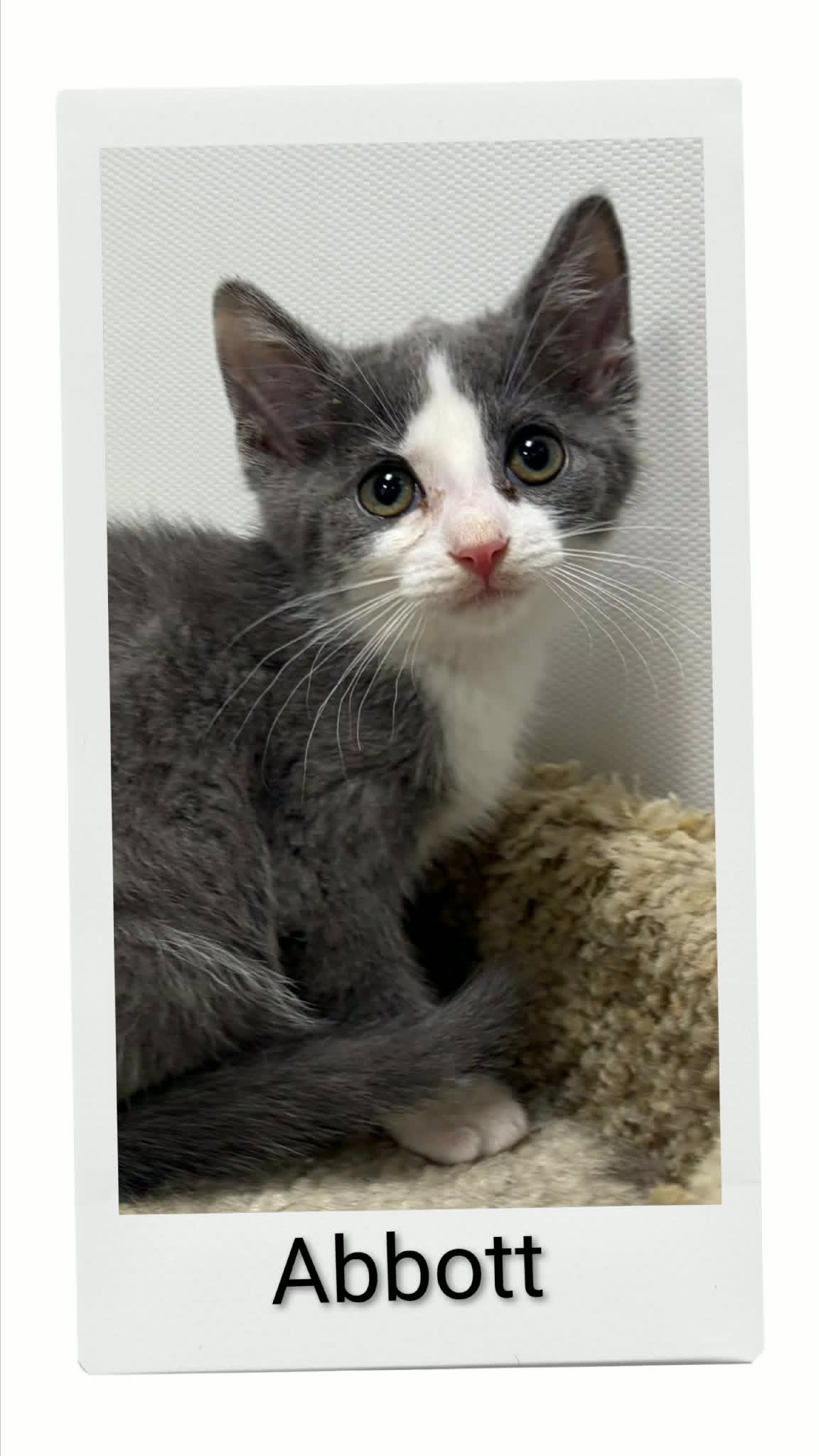 Abbott - Domestic Short Hair
