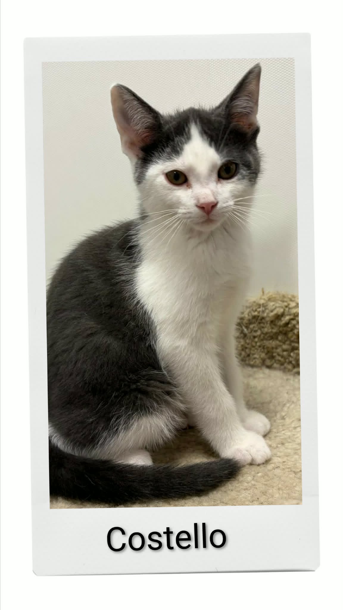 Costello - Domestic Short Hair