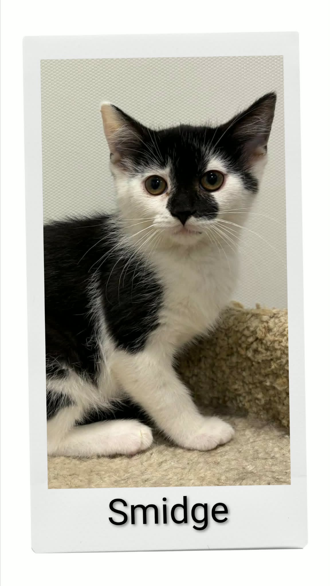 Smidge - Domestic Short Hair
