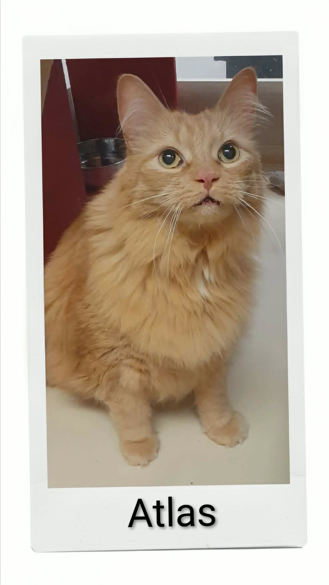 Atlas - Domestic Long Hair