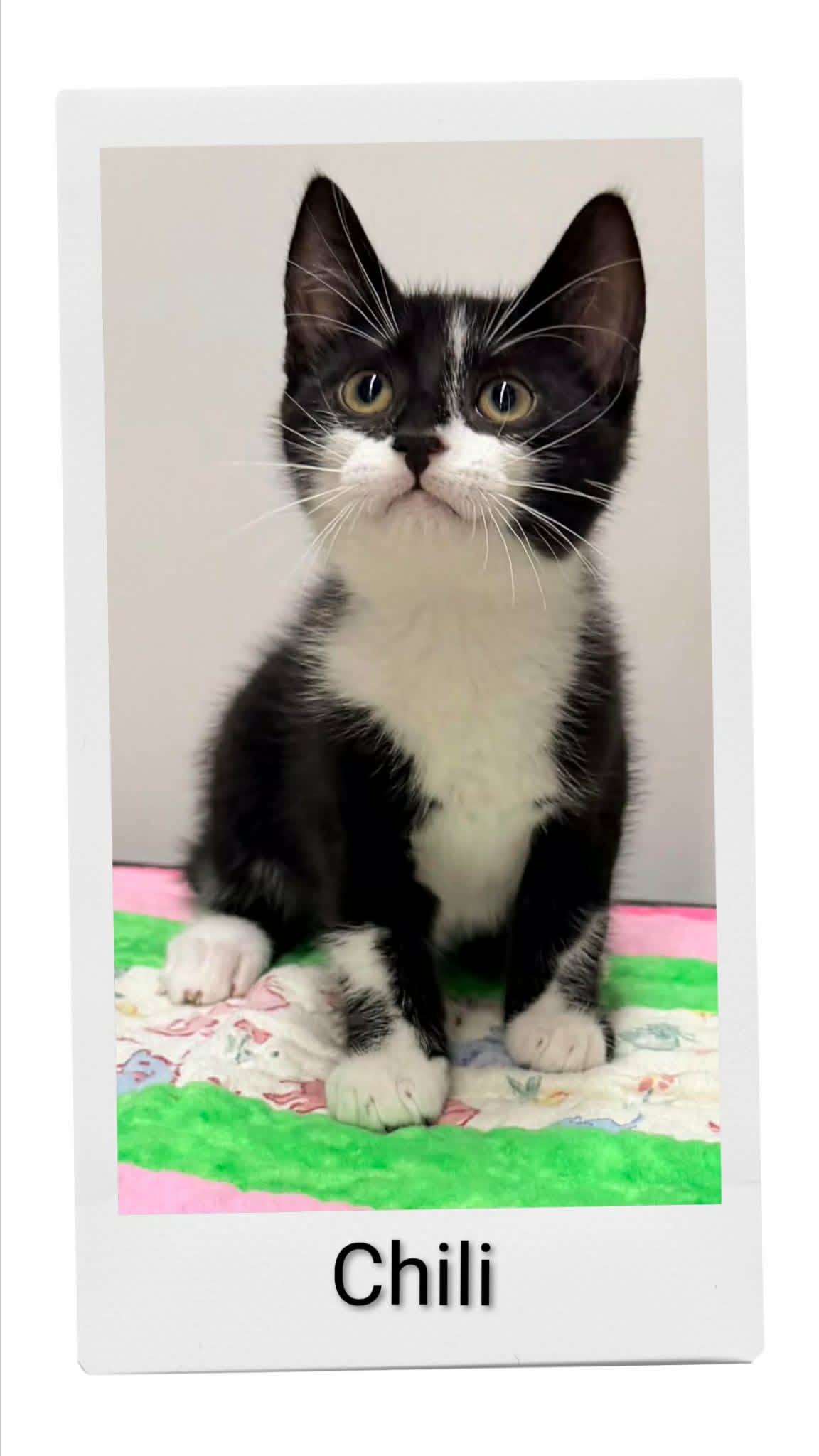Chili - Domestic Short Hair