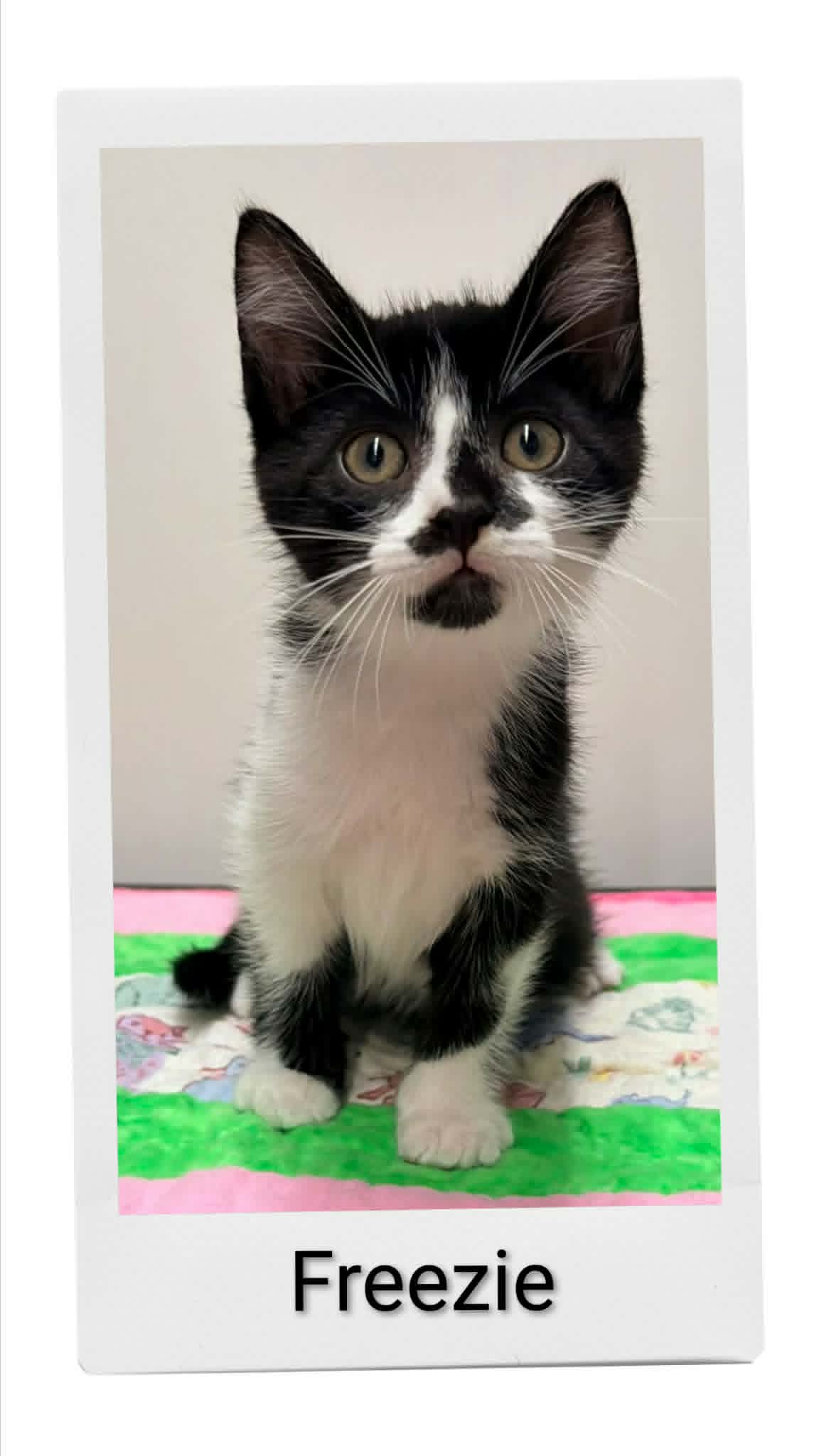 Freezie - Domestic Short Hair