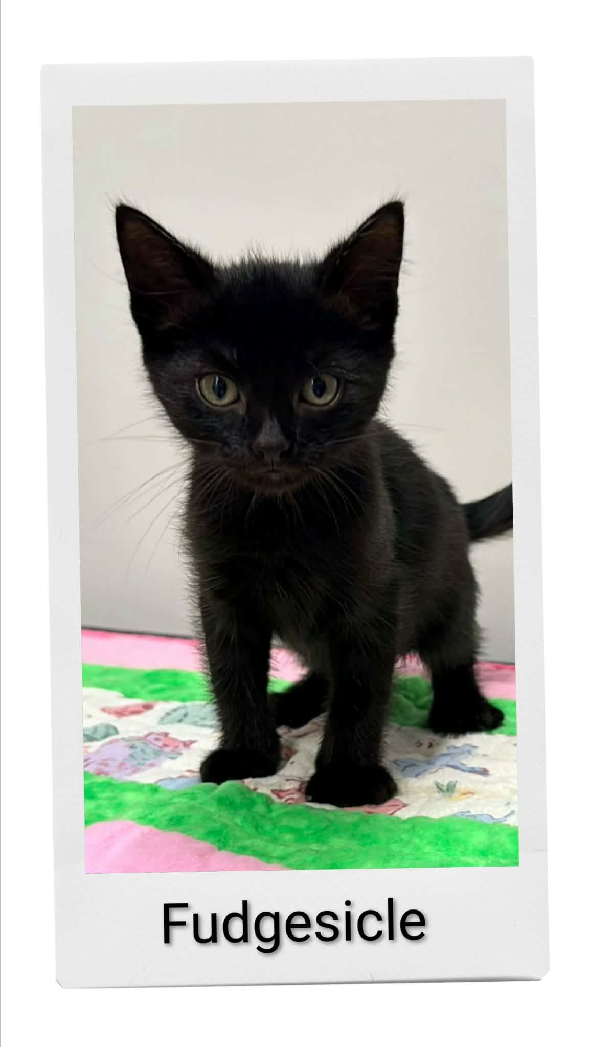 Fudgesicle - Domestic Short Hair