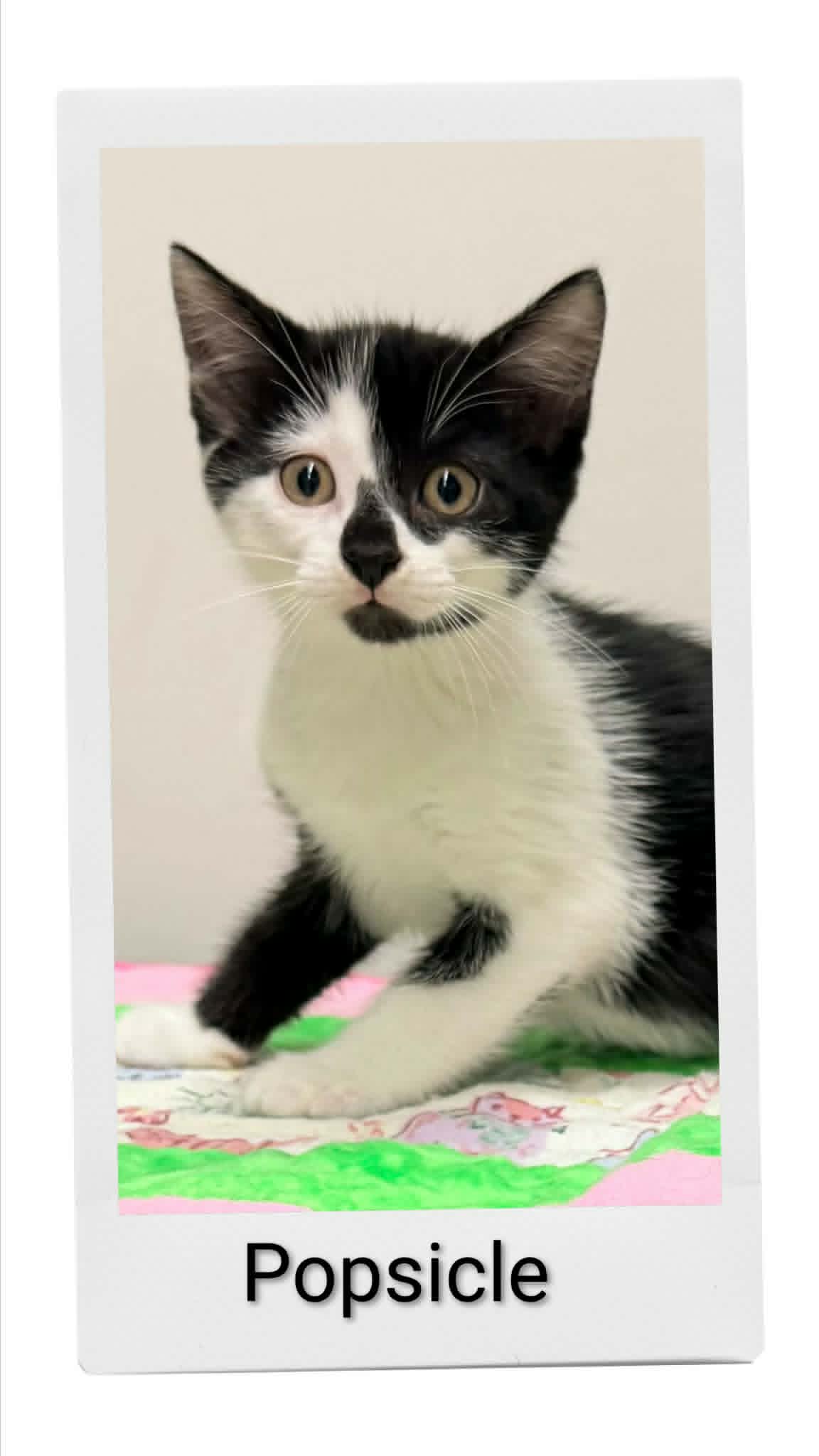 Popsicle - Domestic Short Hair
