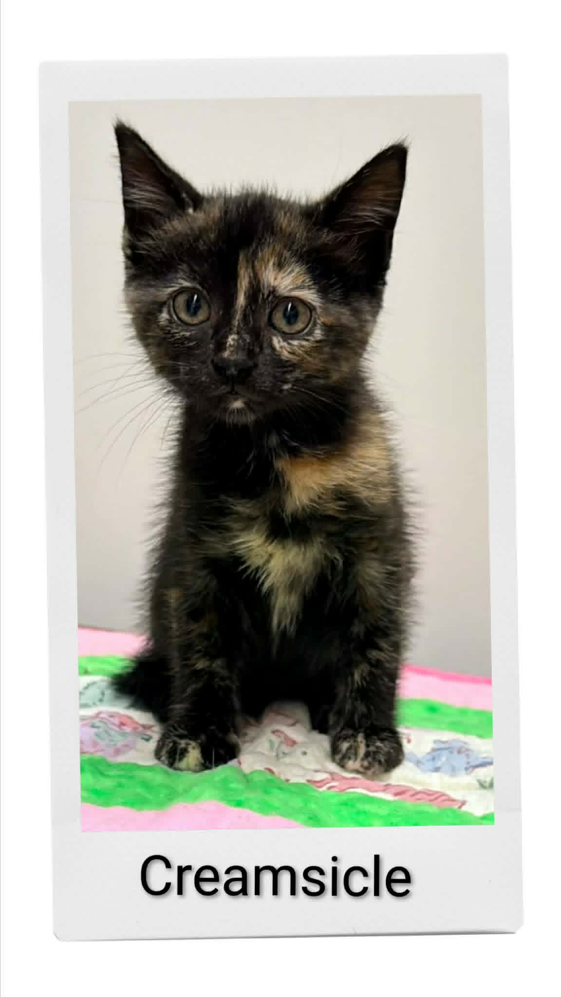 Creamsicle - Domestic Short Hair
