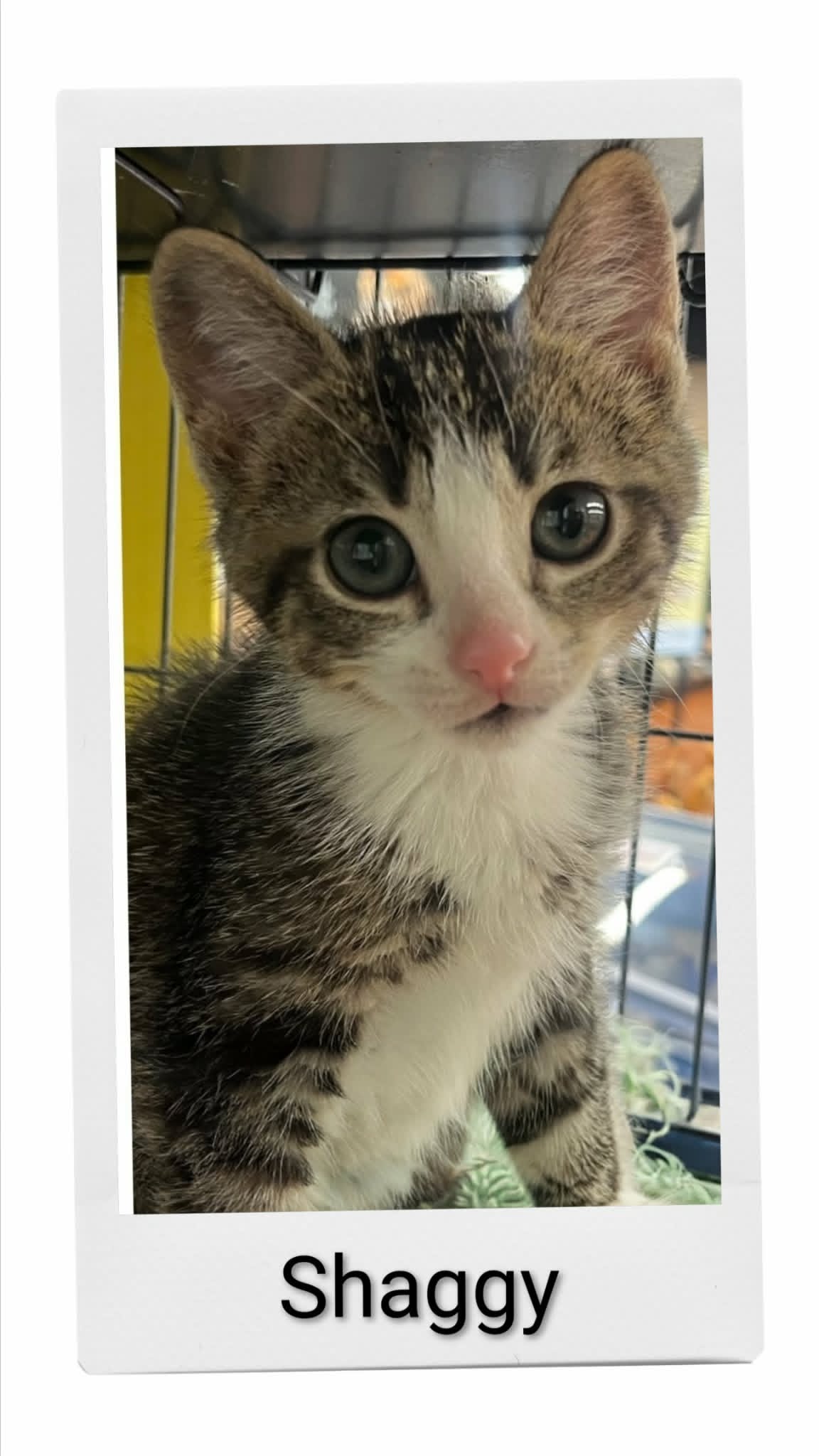 Shaggy - Domestic Short Hair