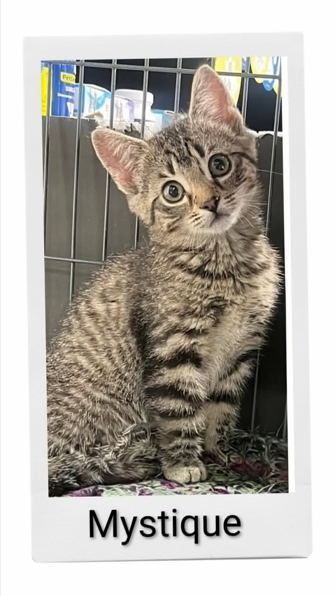 Mystique - Domestic Short Hair