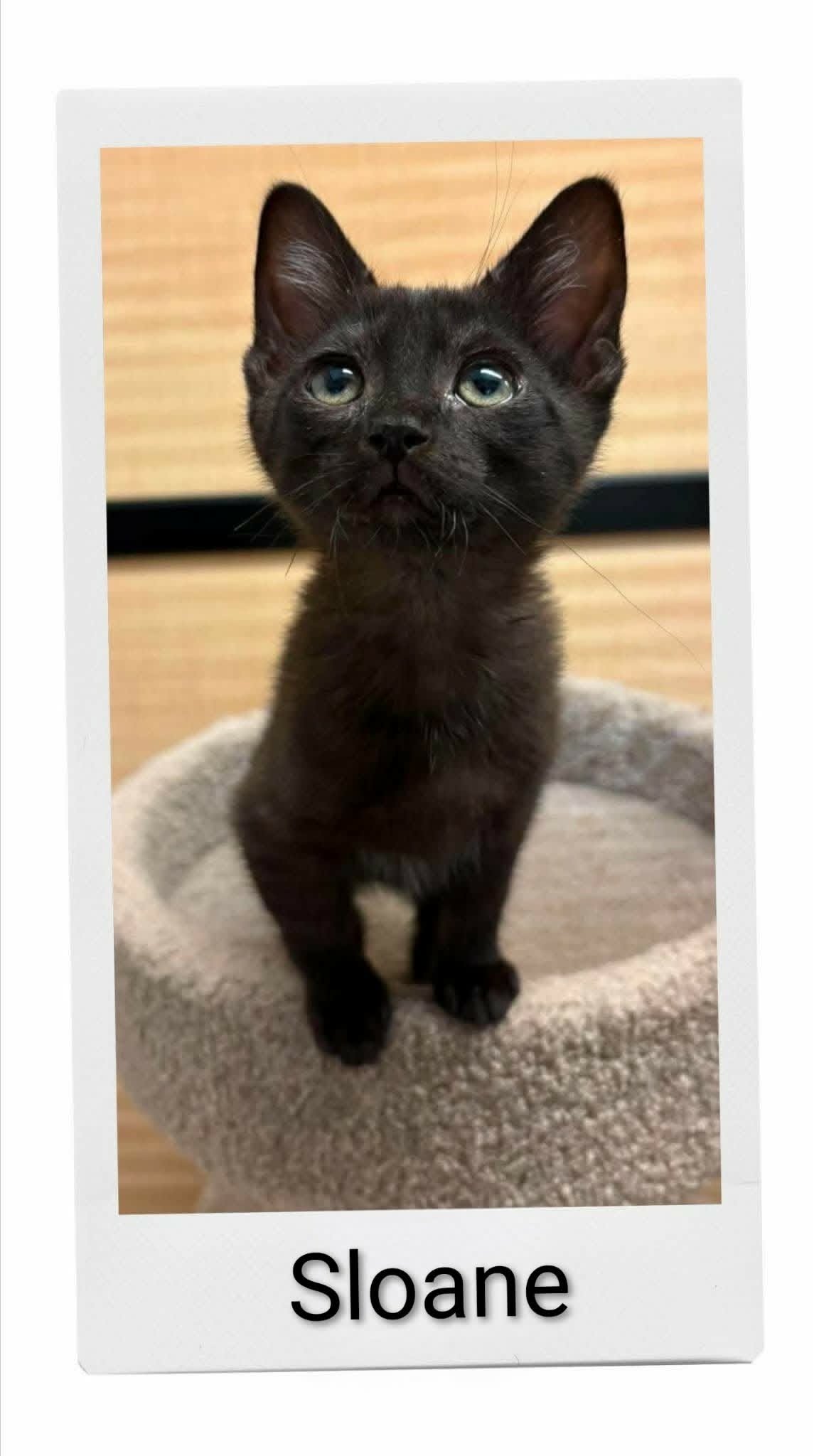Sloane - Domestic Short Hair
