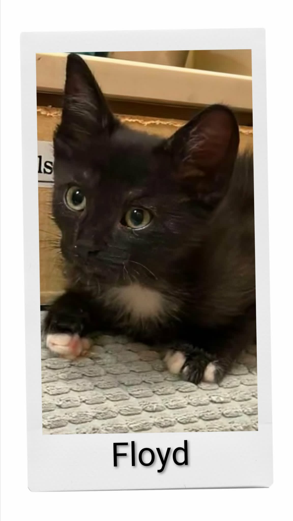 Floyd - Domestic Short Hair