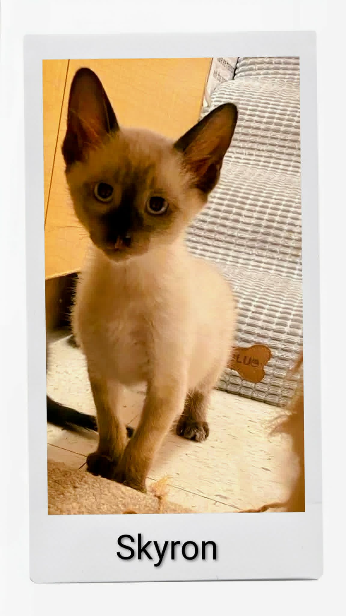 Skyron - Domestic Short Hair