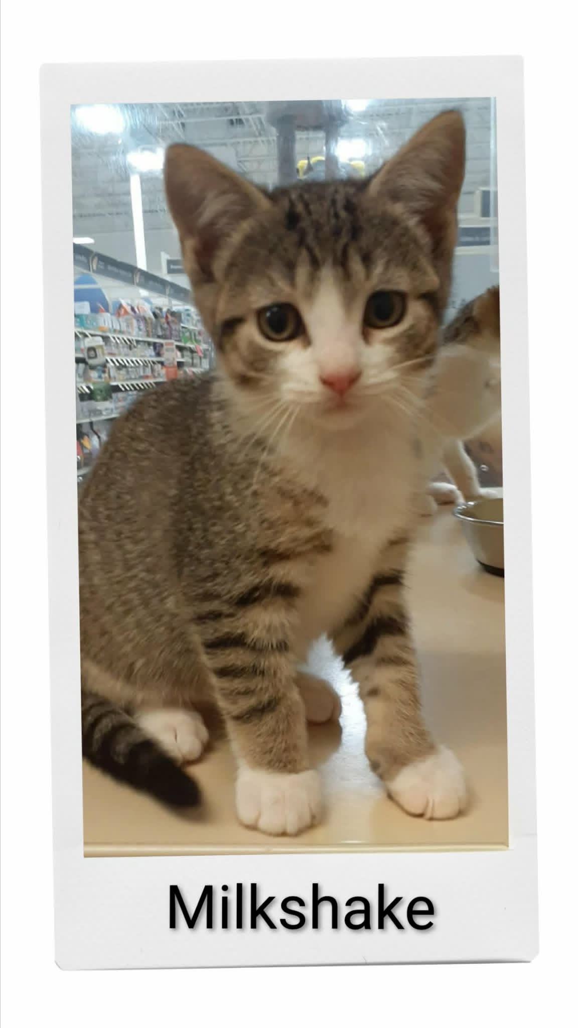 Milkshake - Domestic Short Hair
