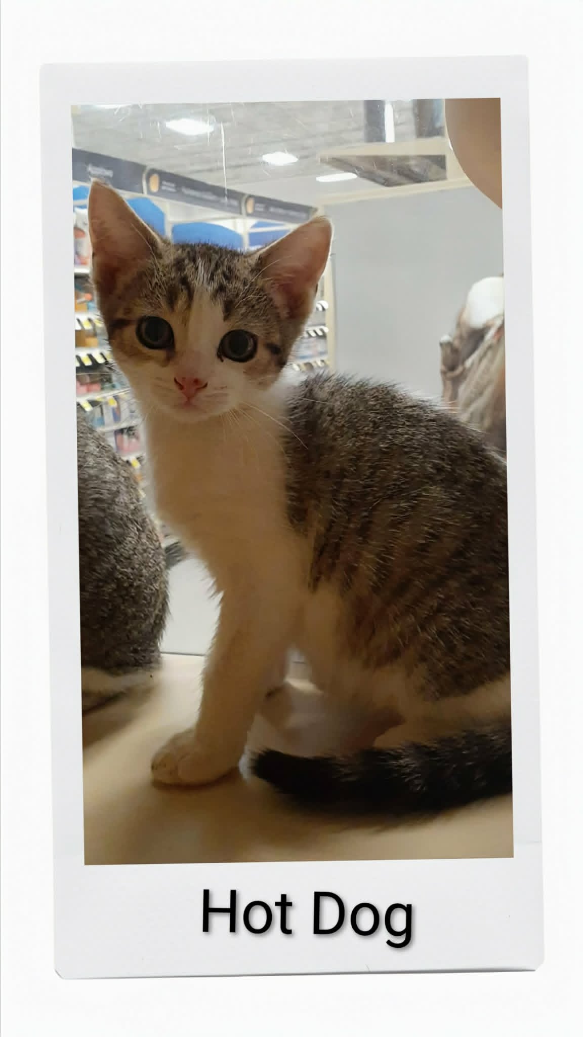 Hot Dog - Domestic Short Hair