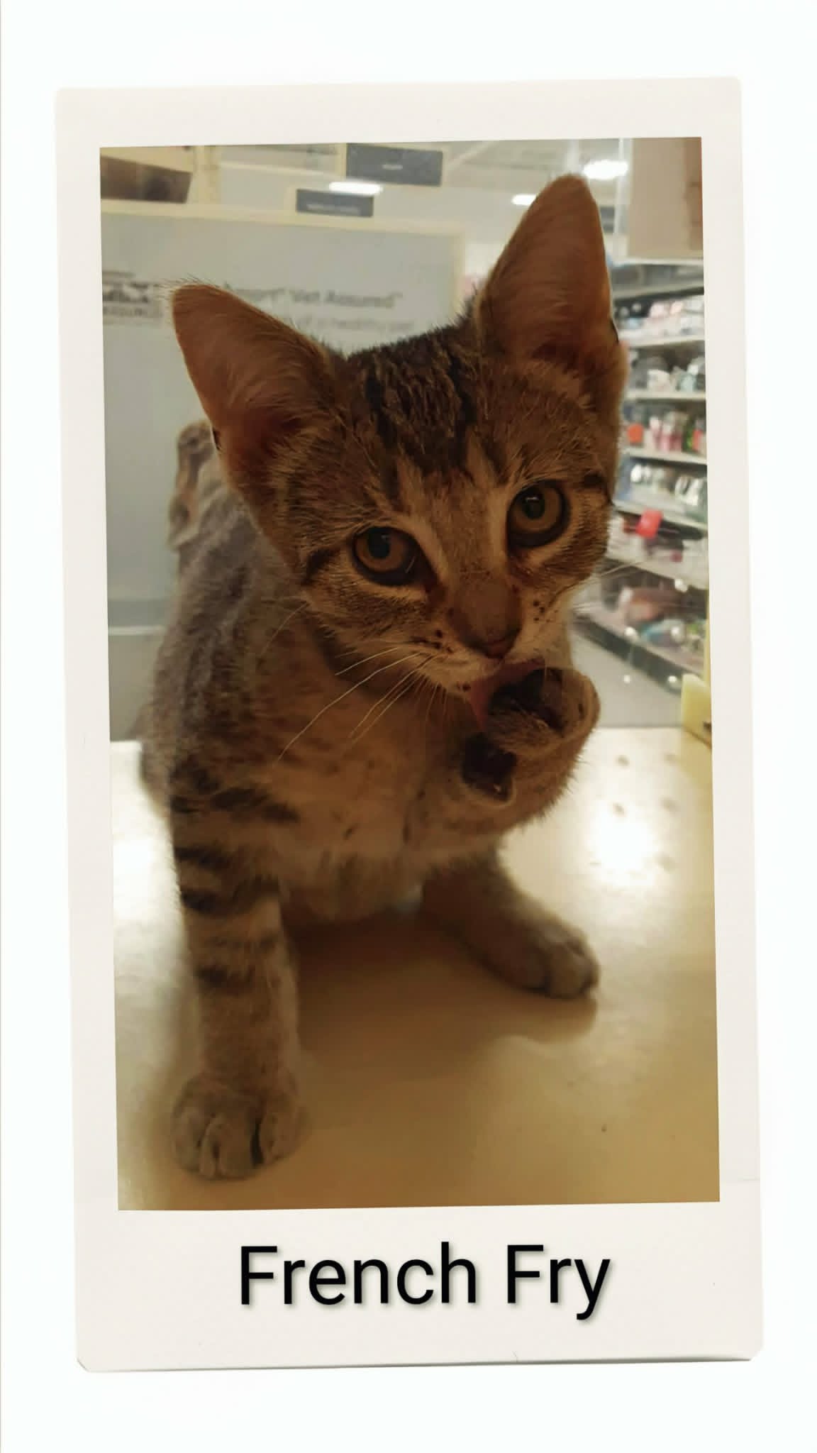 French Fry - Domestic Short Hair