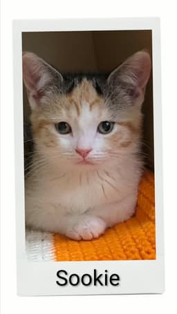 Sookie image 1