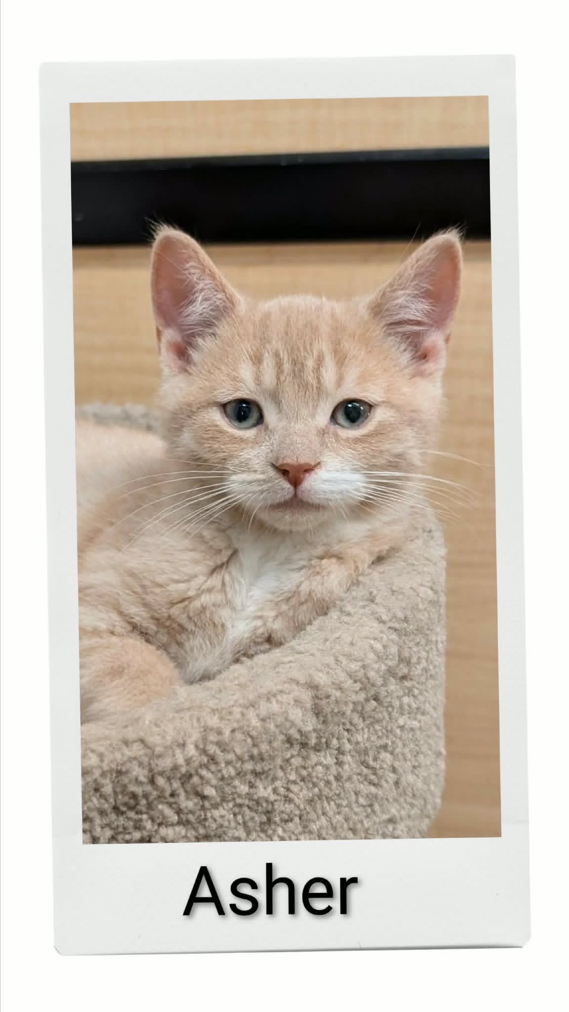 Asher - Domestic Short Hair