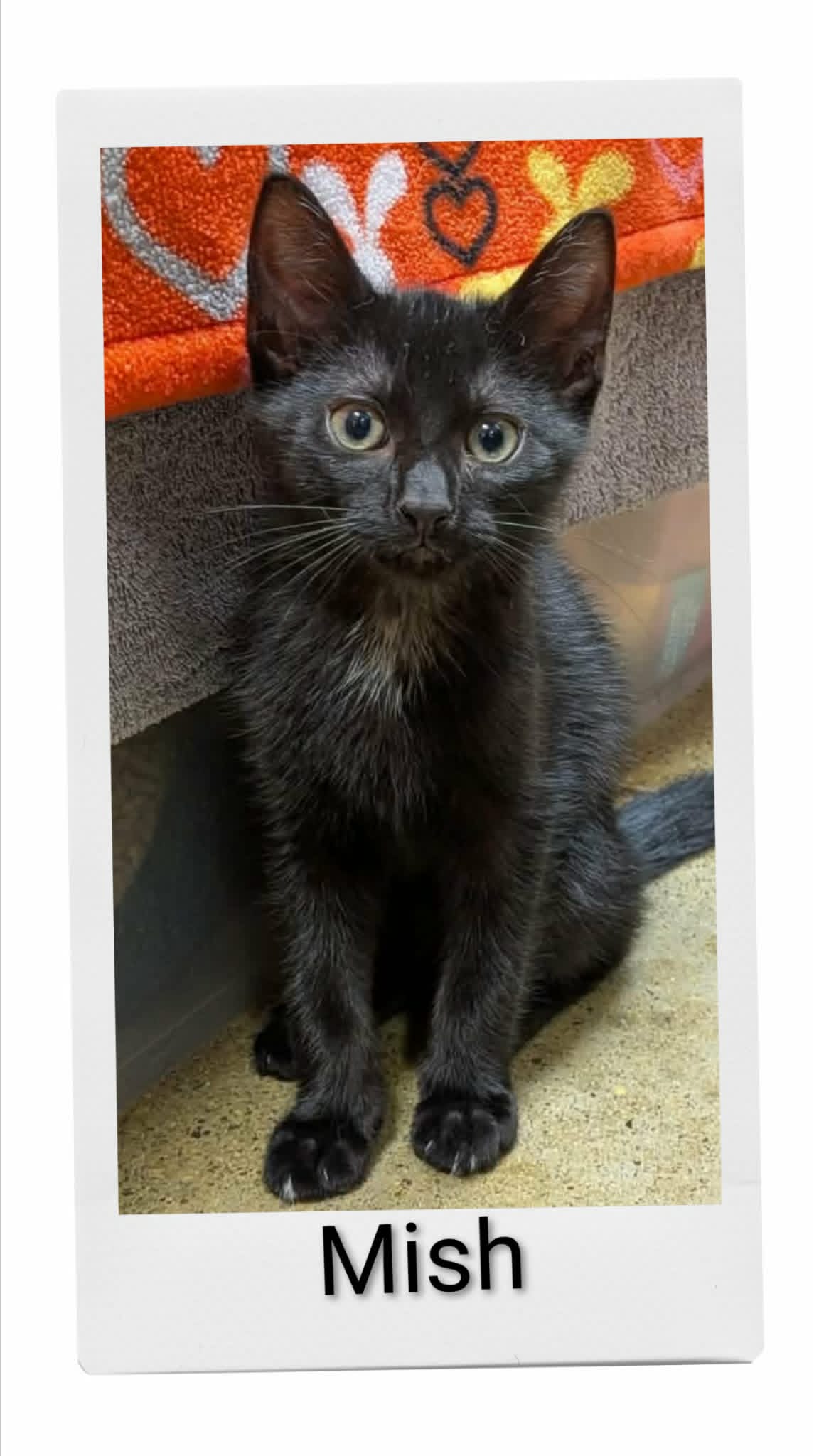 Mish - Domestic Short Hair