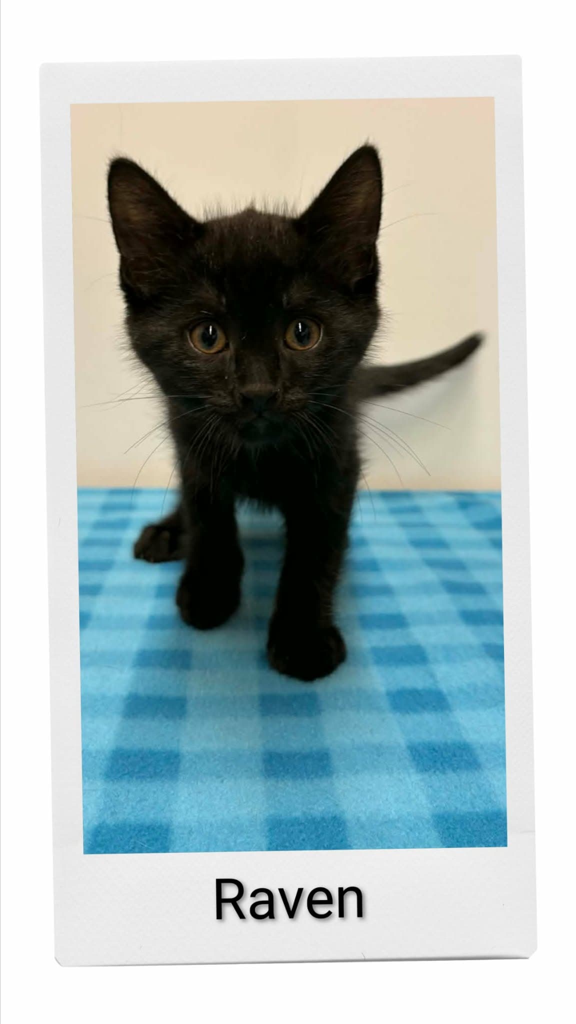Raven - Domestic Short Hair