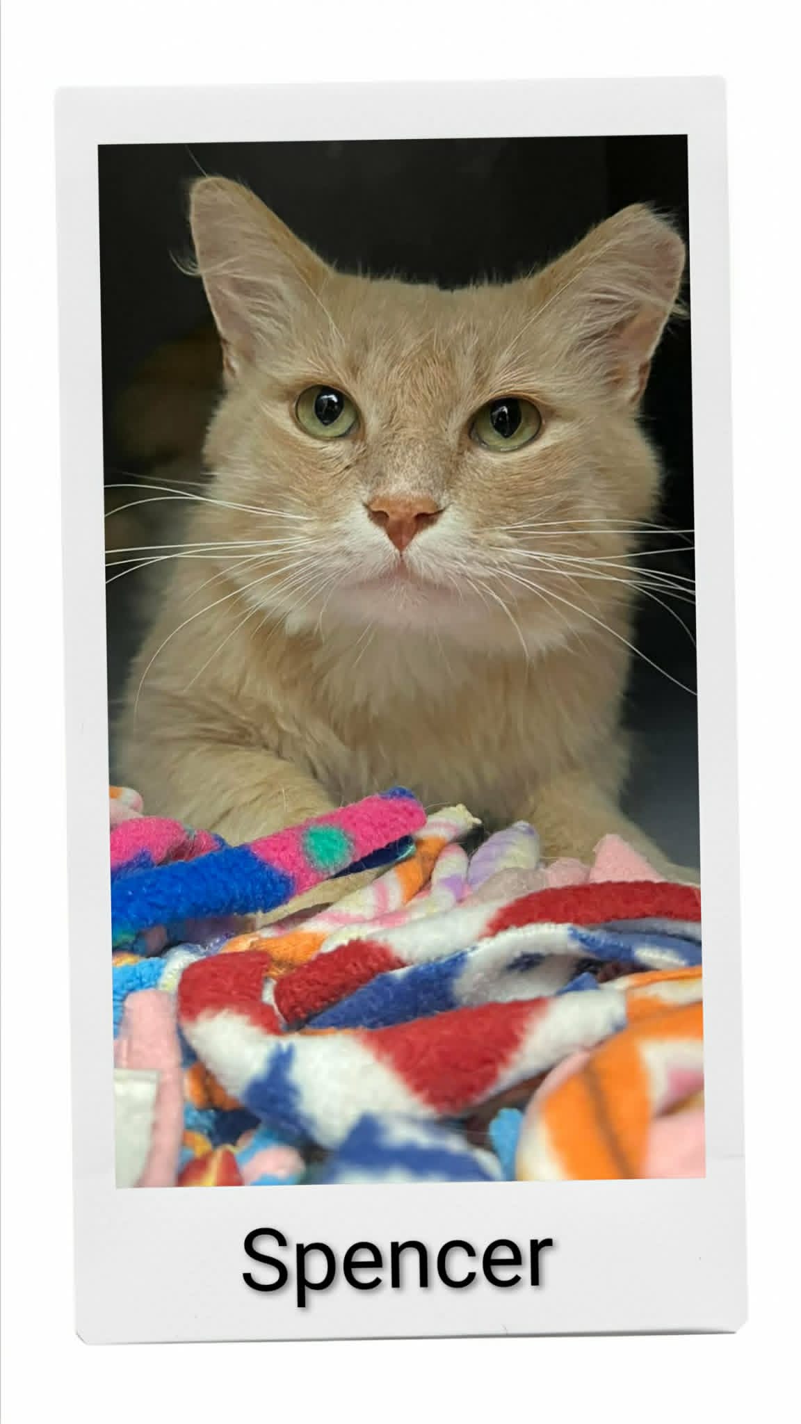 Spencer - Domestic Short Hair