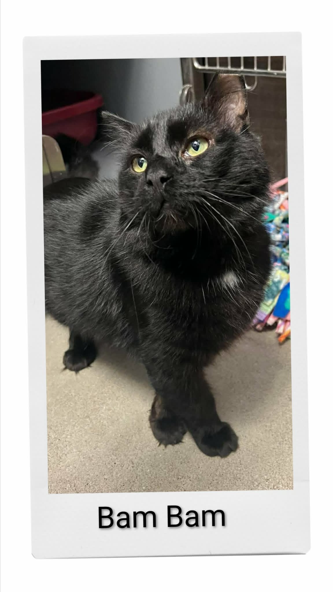 Bam Bam - Domestic Medium Hair