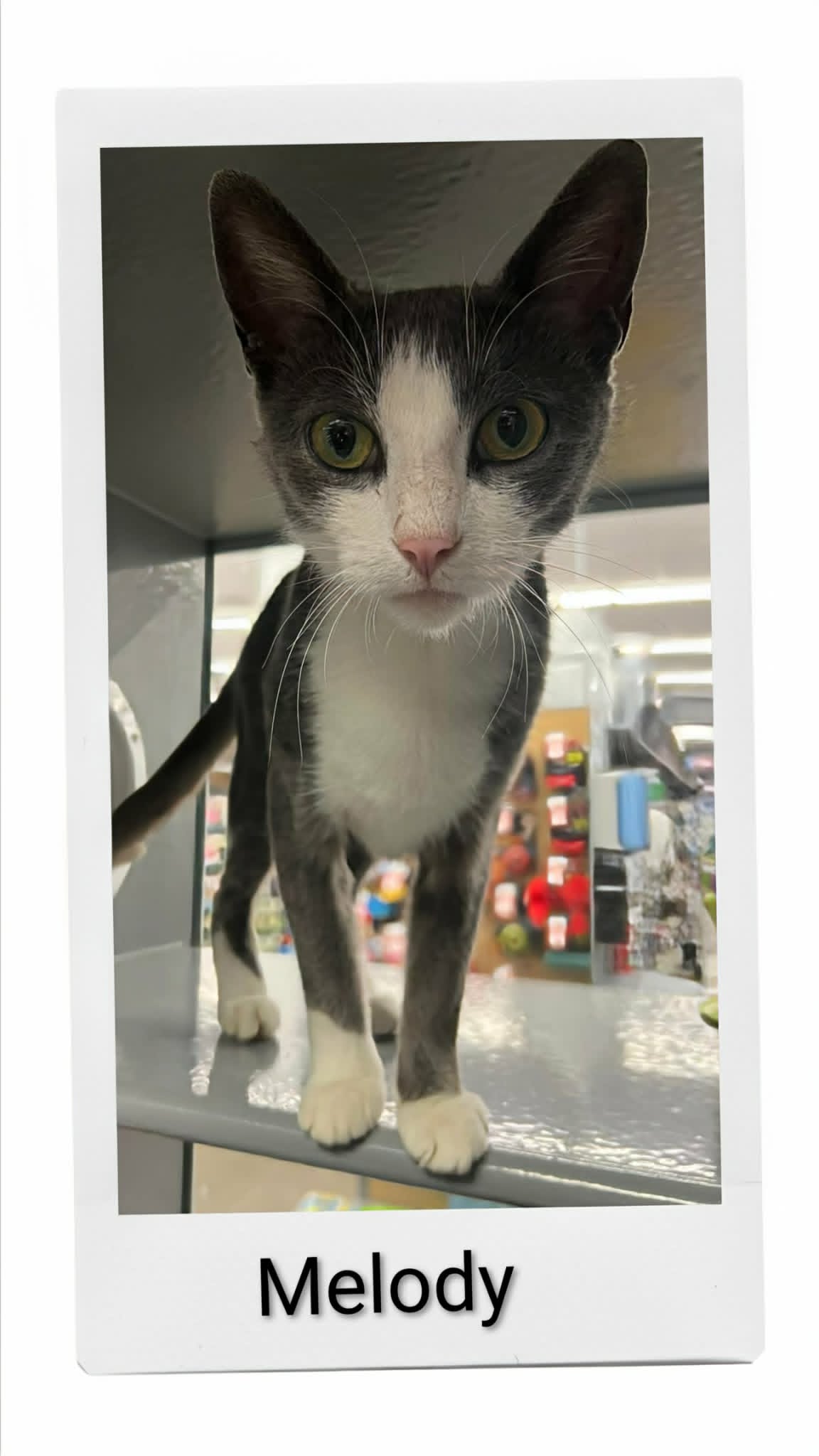 Melody - Domestic Short Hair