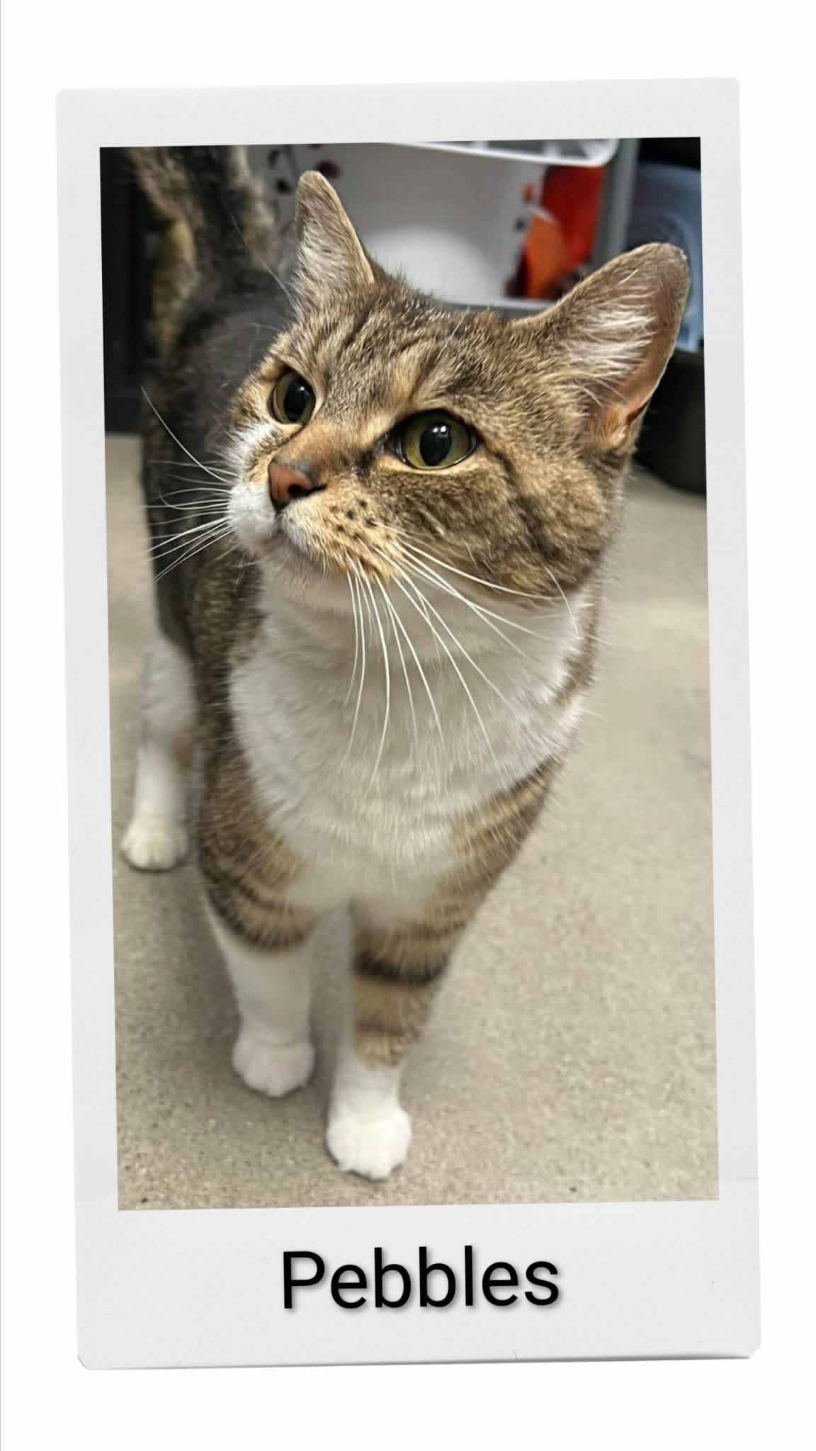Pebbles - Domestic Short Hair