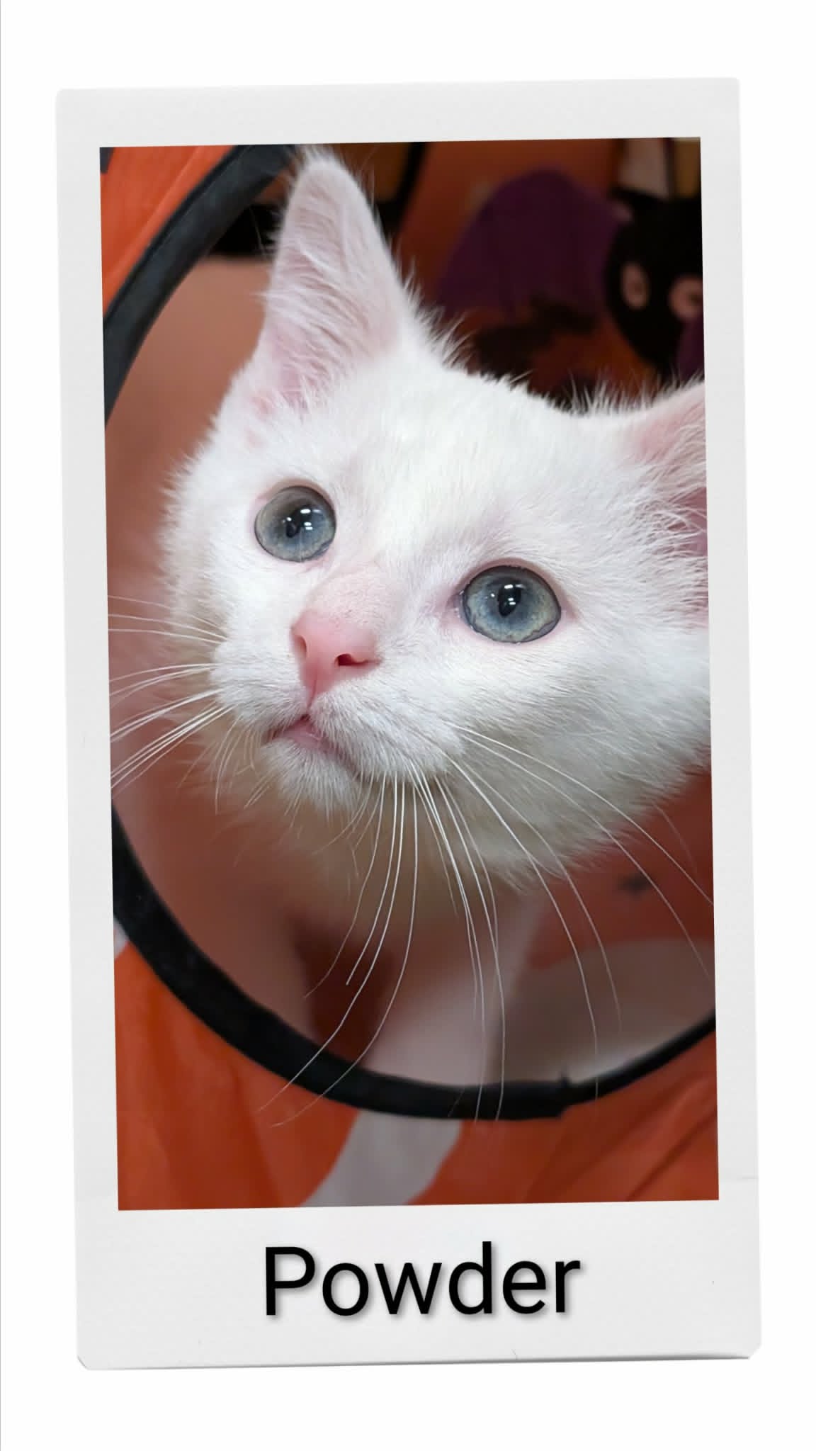 Powder - Domestic Short Hair