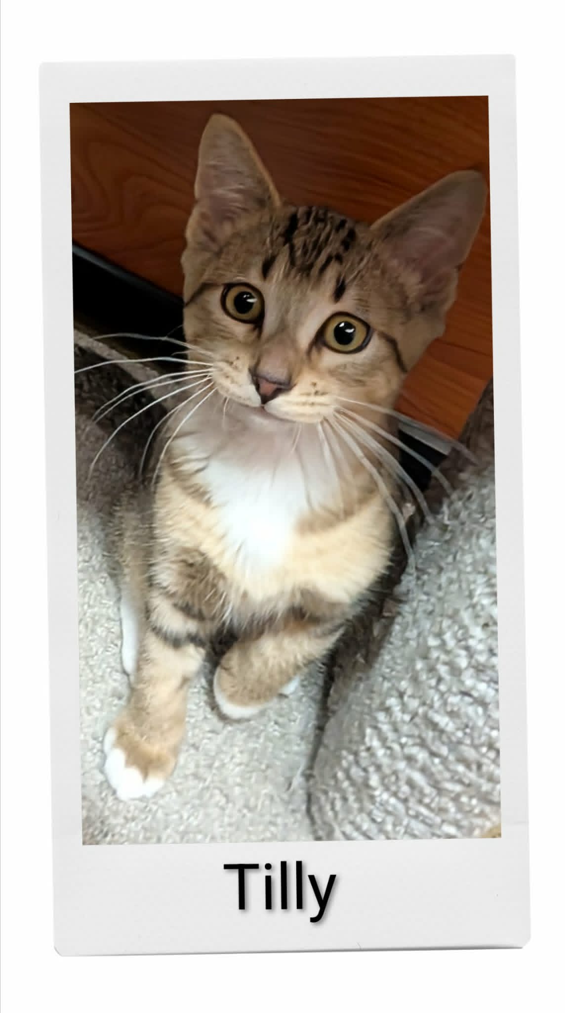 Tilly - Domestic Short Hair