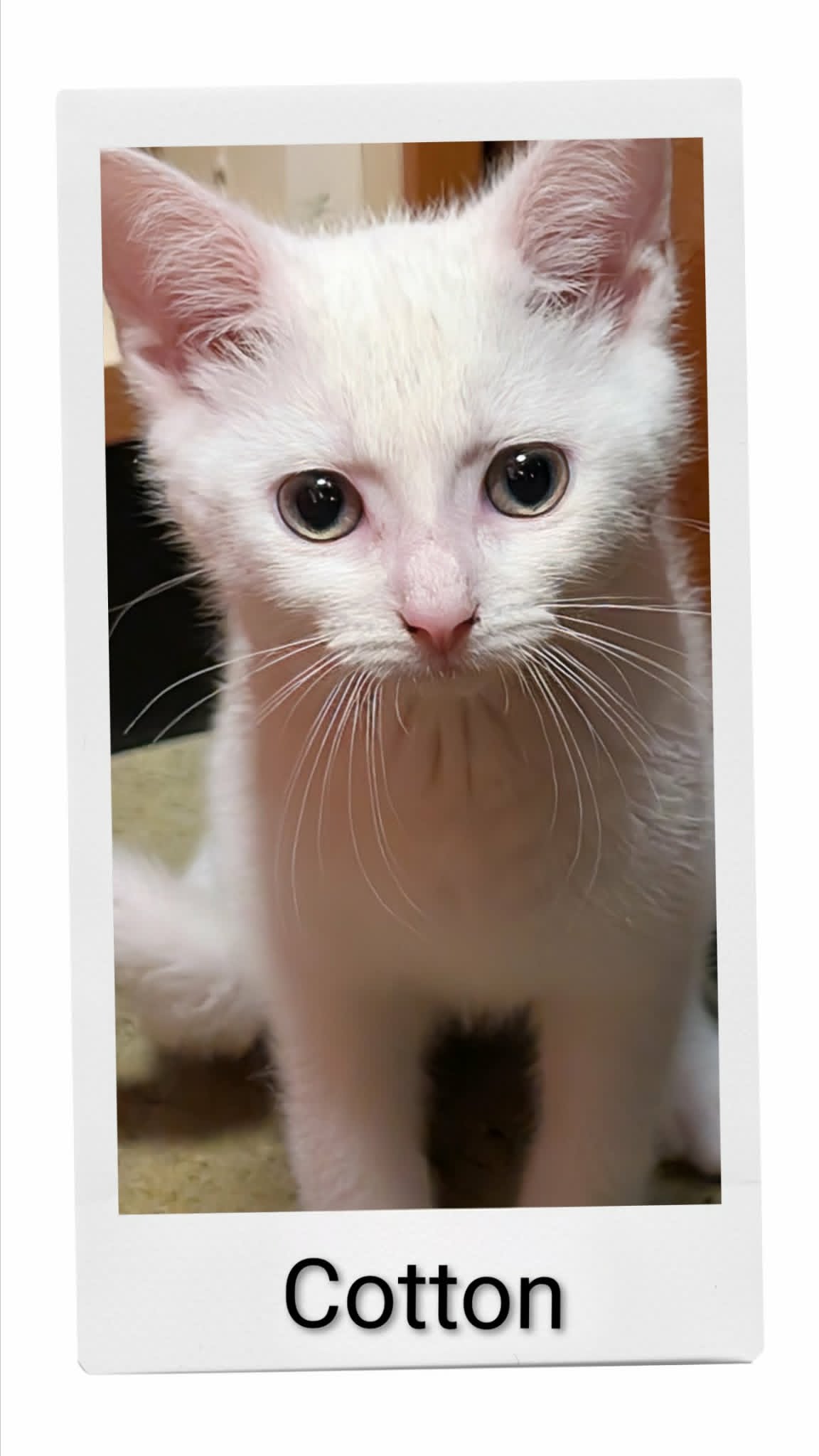 Cotton - Domestic Short Hair
