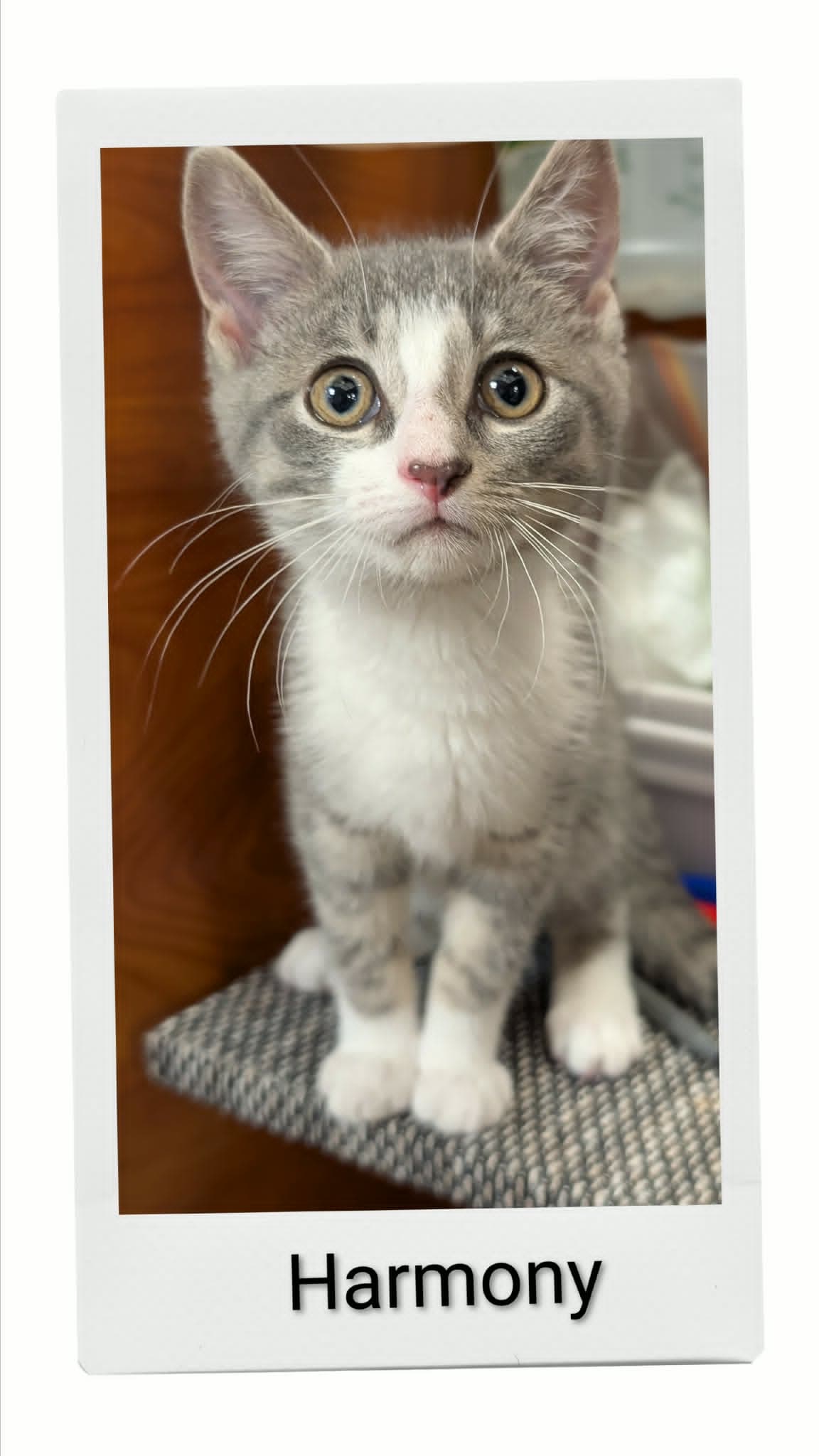 Harmony - Domestic Short Hair