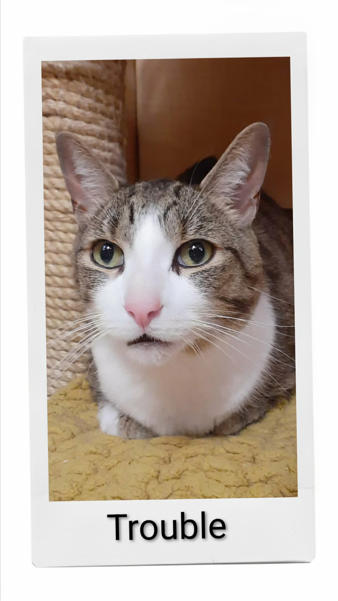 Trouble - Domestic Short Hair