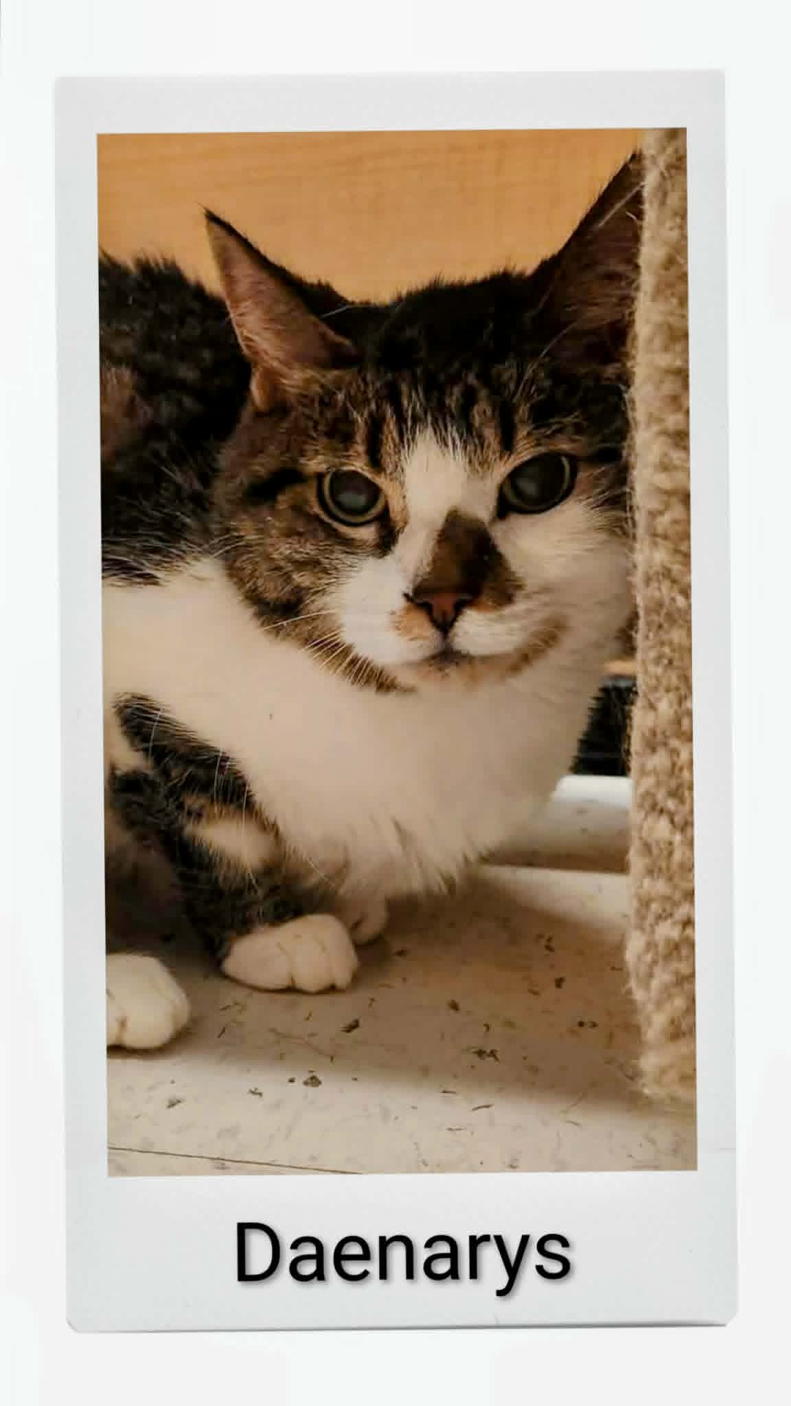 Daenarys - Domestic Short Hair